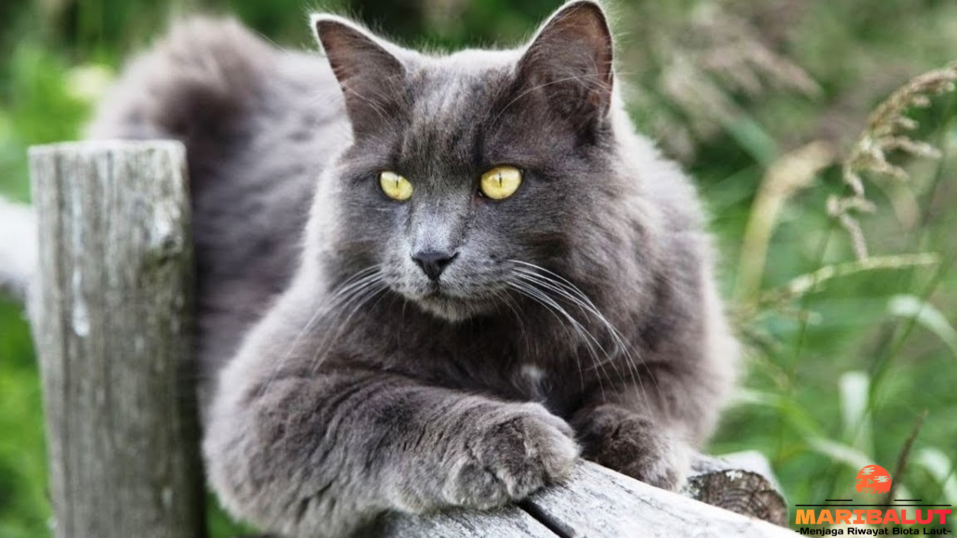 Perjalanan Asal Usul Kucing Nebelung yang Memikat Hati