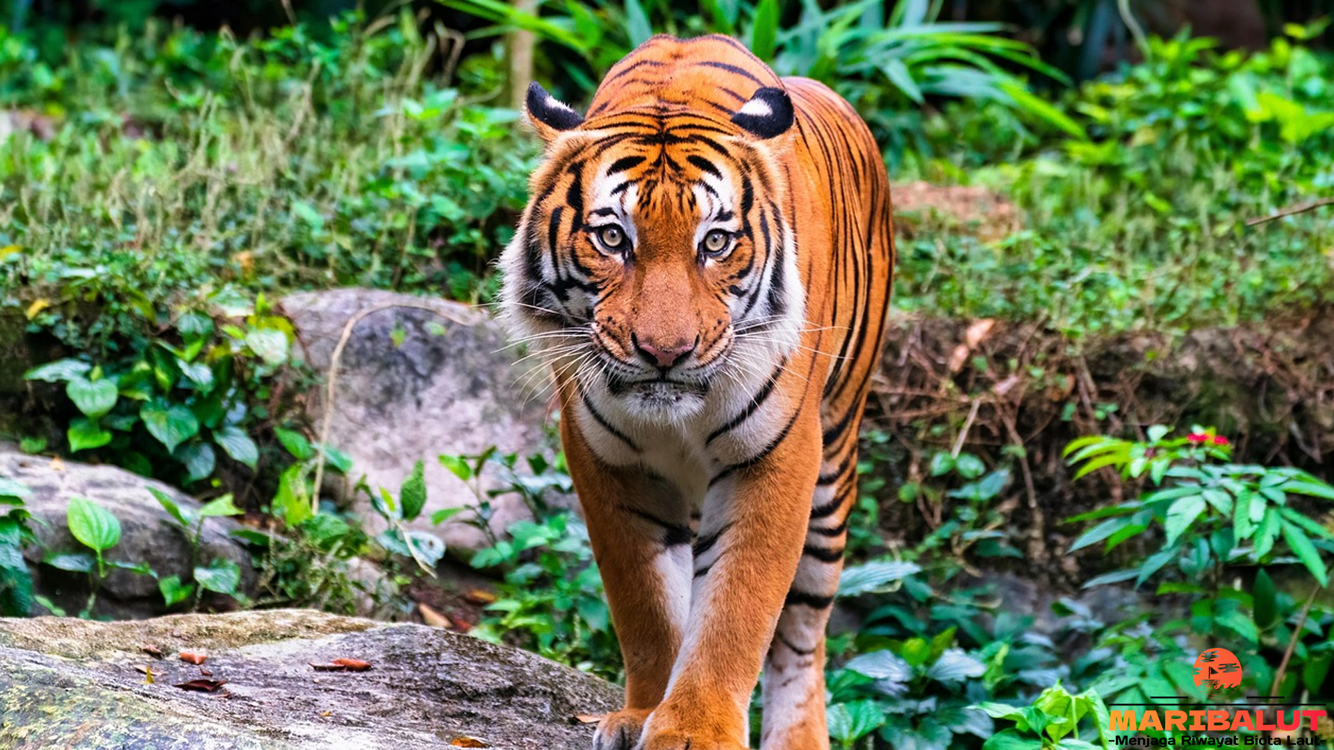 Menelusuri Habitat Harimau Malaya yang Kian Menyempit