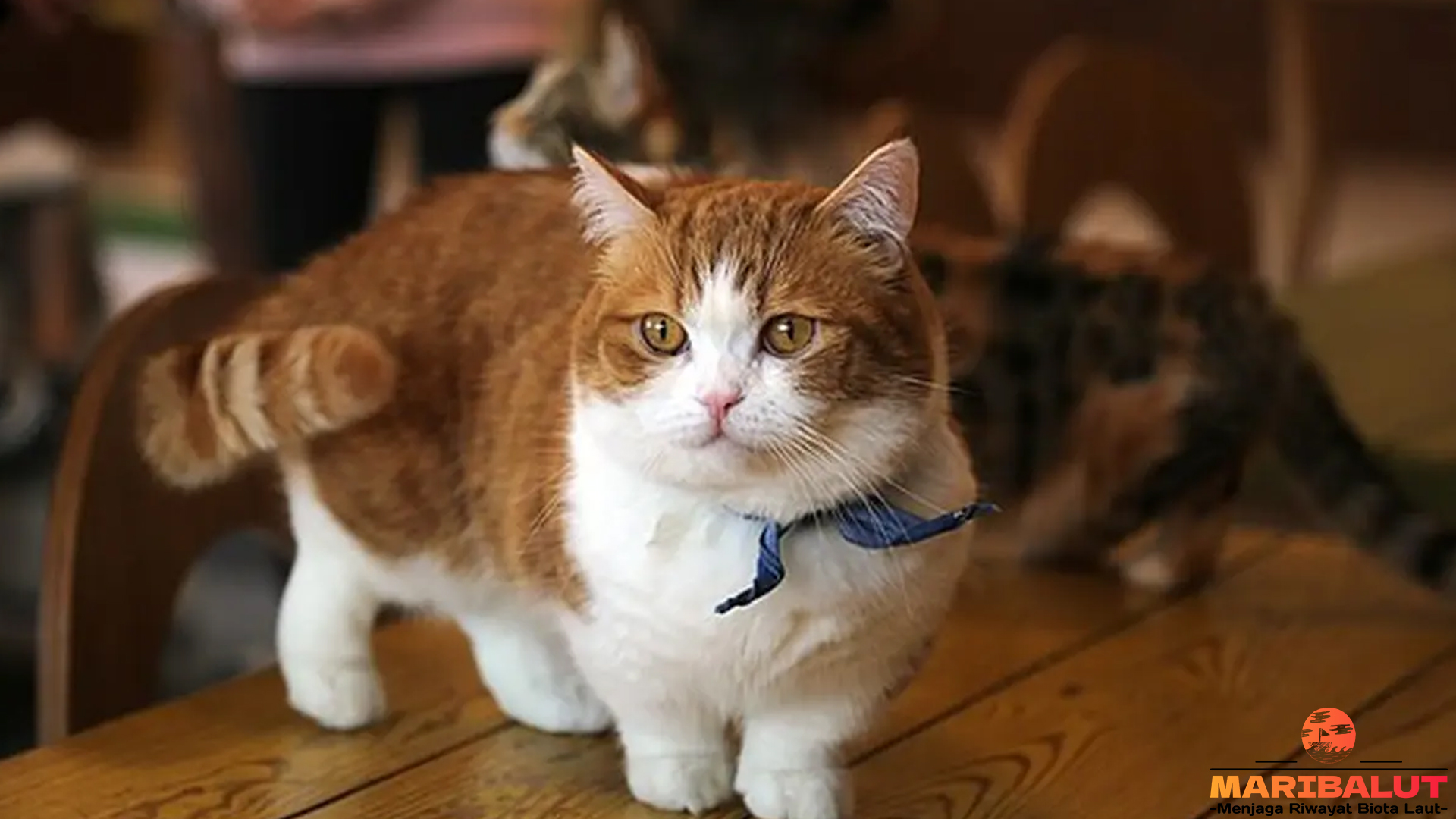 Kucing Minuet: Kombinasi Sempurna Antara Manis dan Lincah