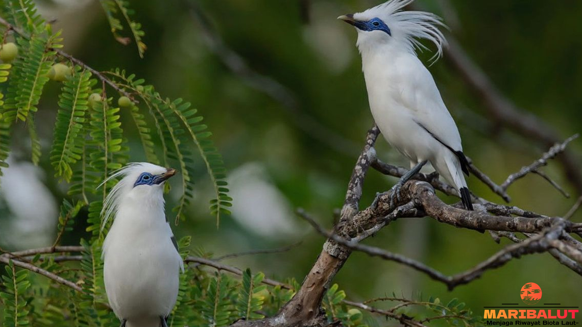 Mengenal Jalak Bali, Burung Eksotis yang Butuh Perlindungan