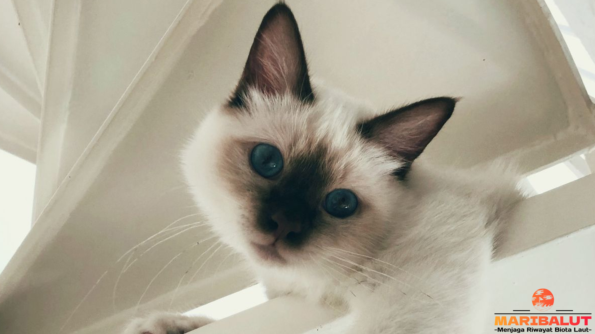 Kucing Birman: 4 Karakteristik yang Bikin Kamu Jatuh Hati