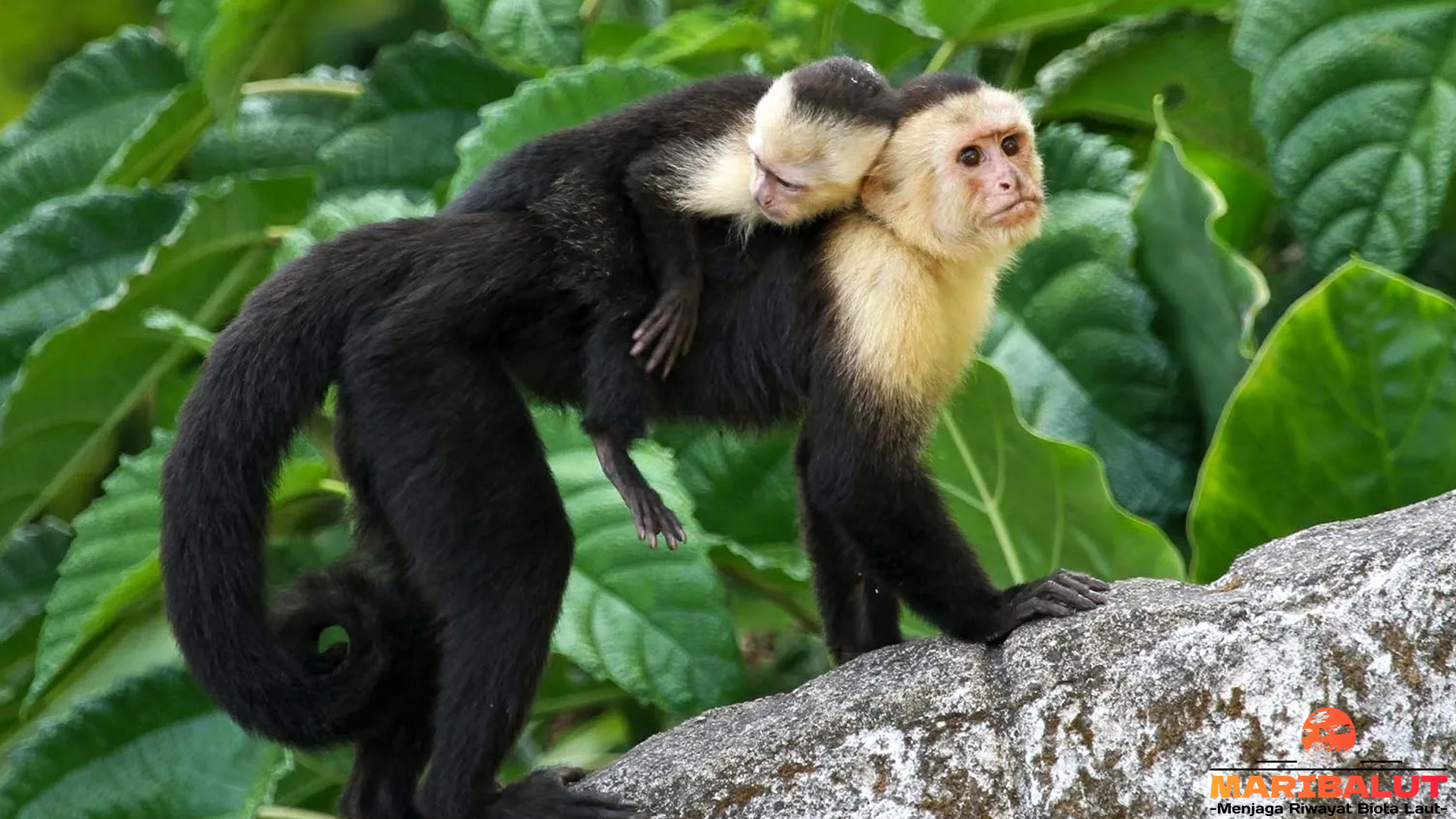 Monyet Capuchin, Si Jenius dengan 4 Keahlian Spesial