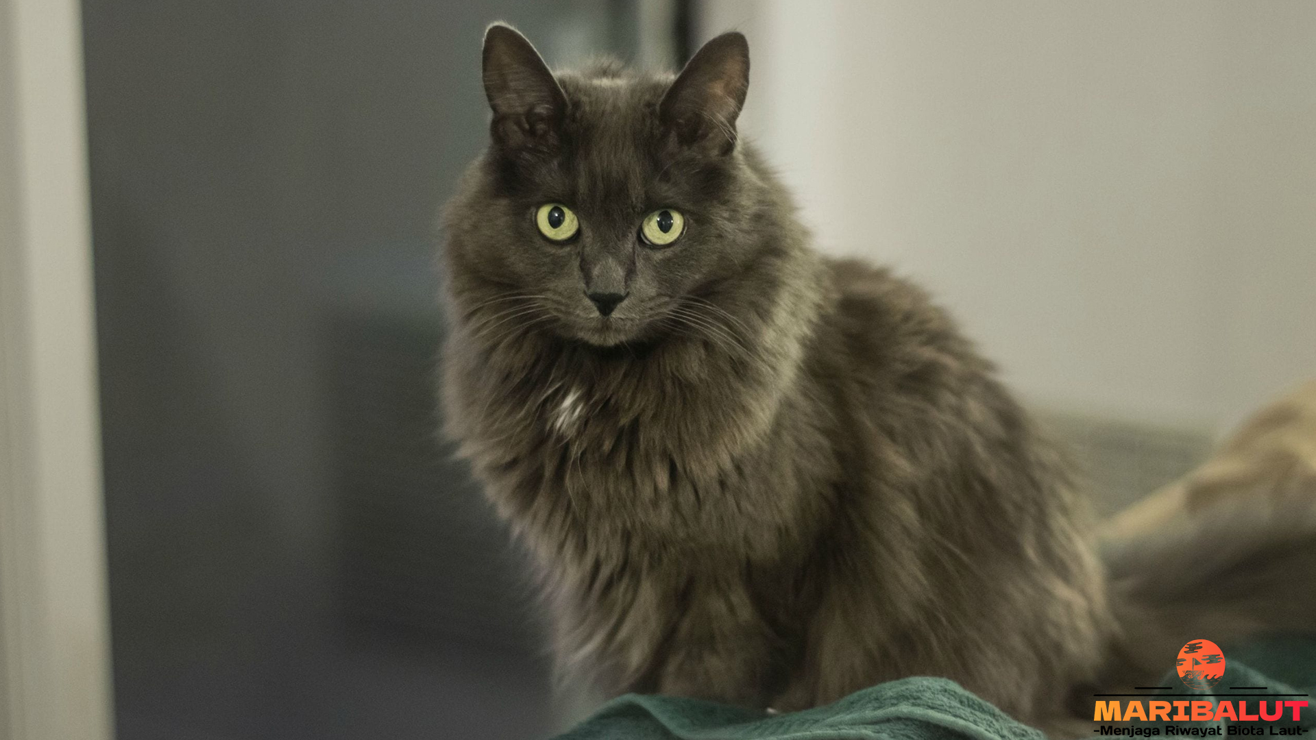 Perjalanan Asal Usul Kucing Nebelung yang Memikat Hati