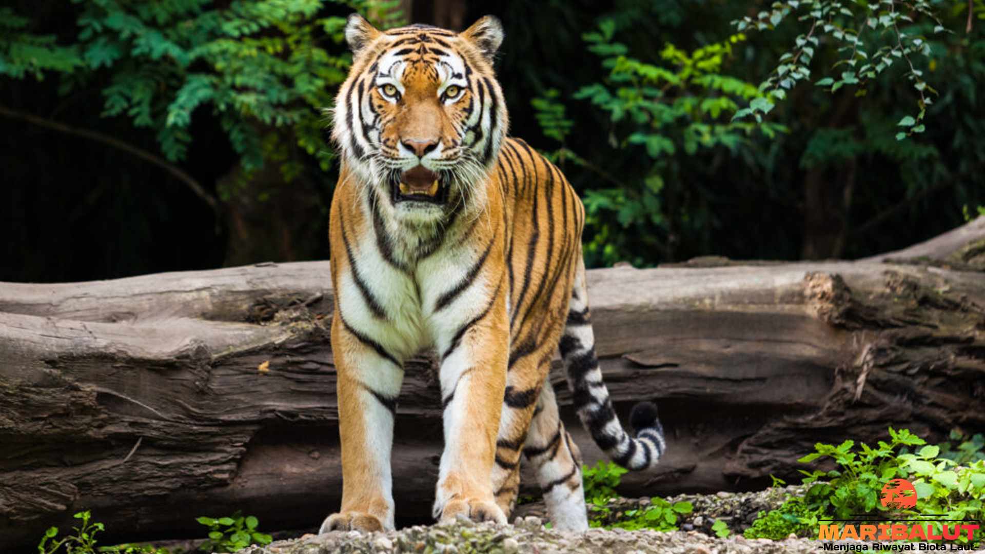 Menelusuri Habitat Harimau Malaya yang Kian Menyempit