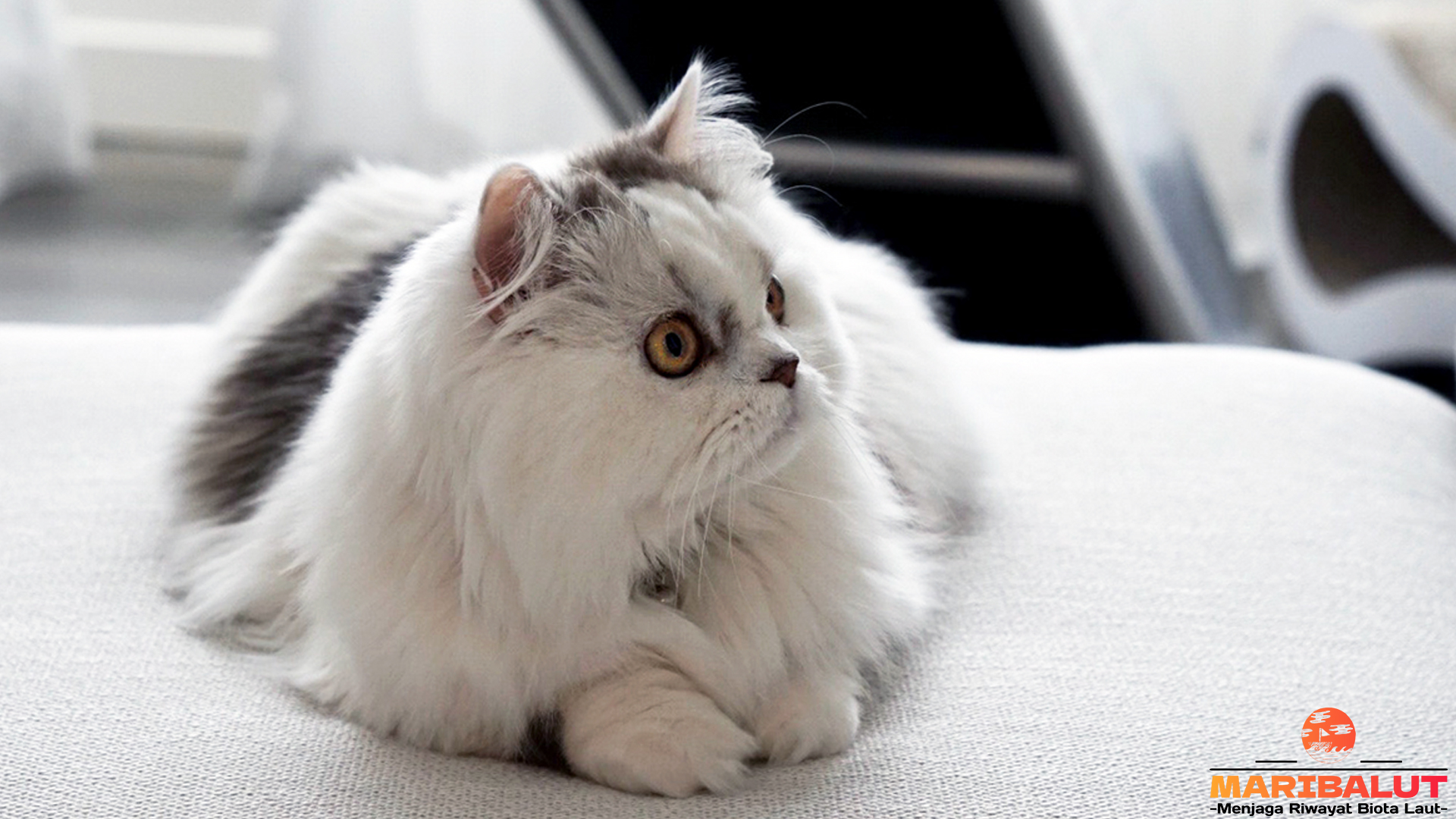 Kucing Minuet: Kombinasi Sempurna Antara Manis dan Lincah