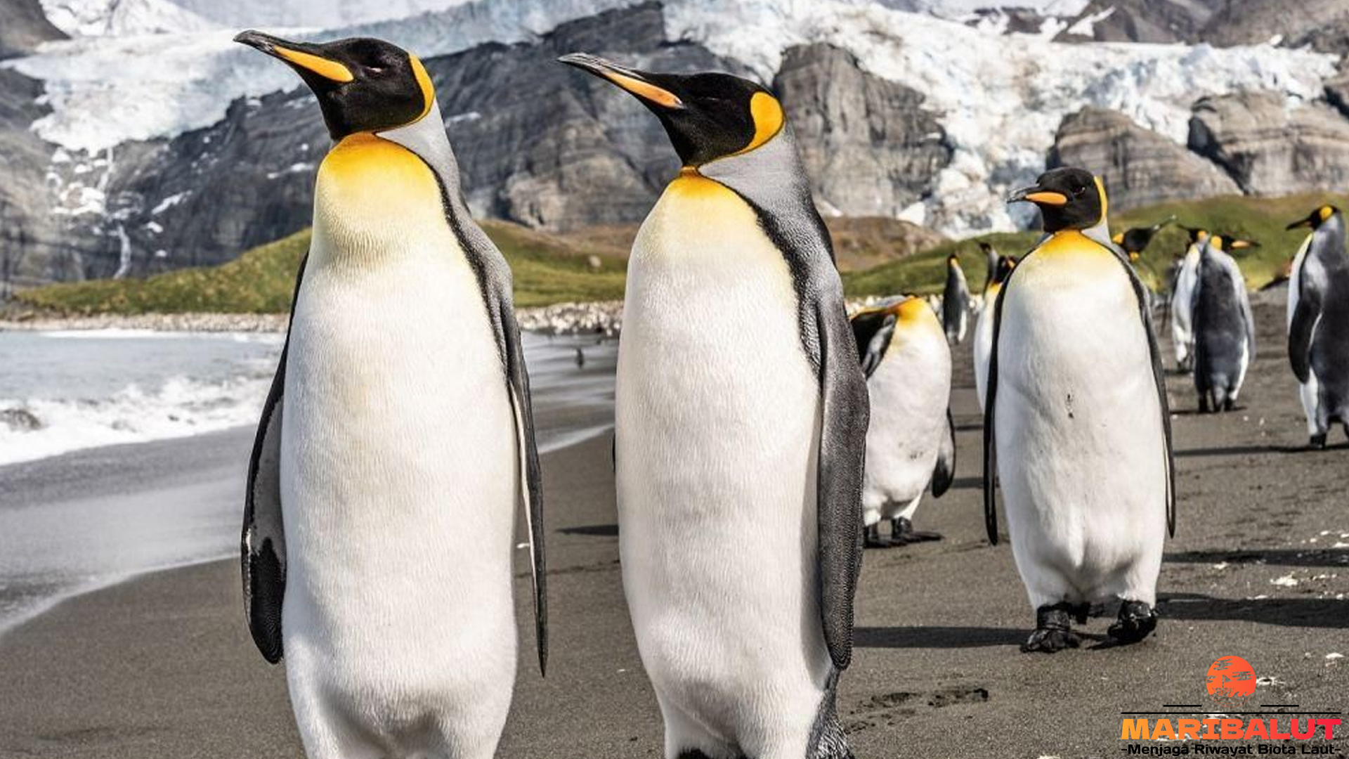 Penguin Raja dan 4 Cerita Menarik dari Dunia Satwa Kutub 4 Penguin Raja dan 4 Cerita Menarik dari Dunia Satwa Kutub