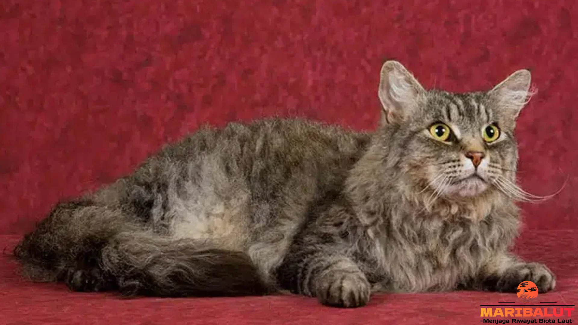 Kucing Laperm, Pilihan Tepat untuk Pecinta Kucing Berbulu Unik