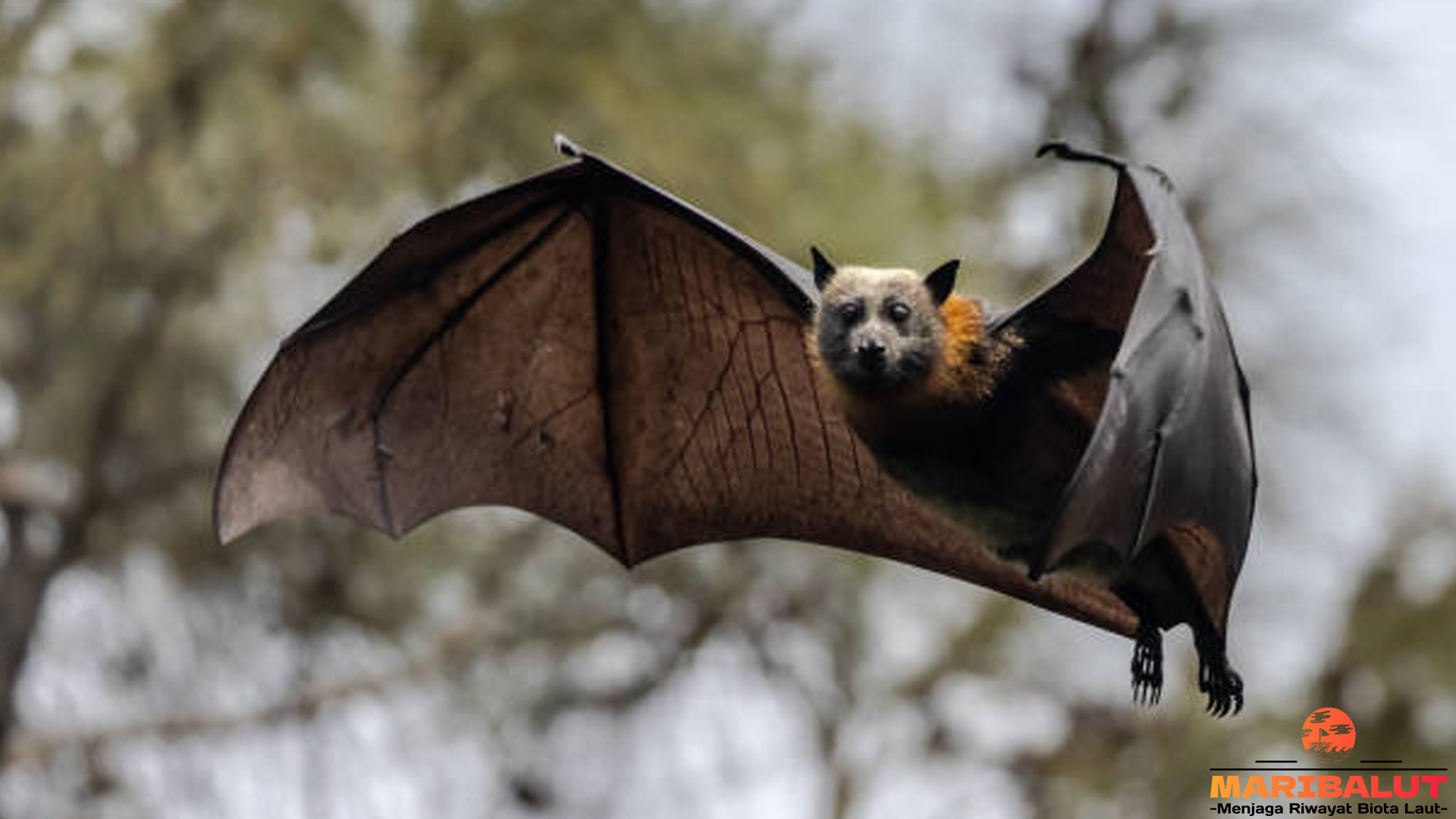 Kalong: 3 Hal yang Membuatnya Spesial di Dunia Hewan