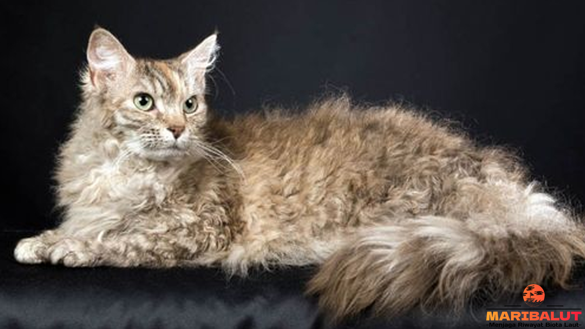 Kucing Laperm, Pilihan Tepat untuk Pecinta Kucing Berbulu Unik