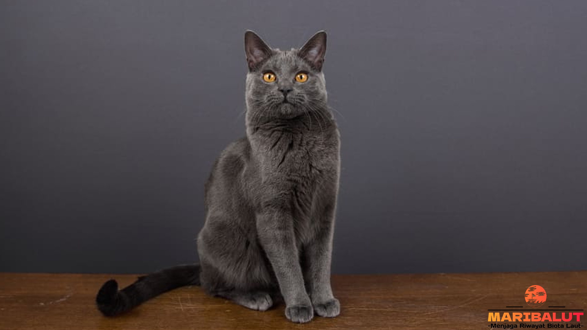 Chartreux, Kucing Unik Berbulu Biru yang Bikin Hati Meleleh