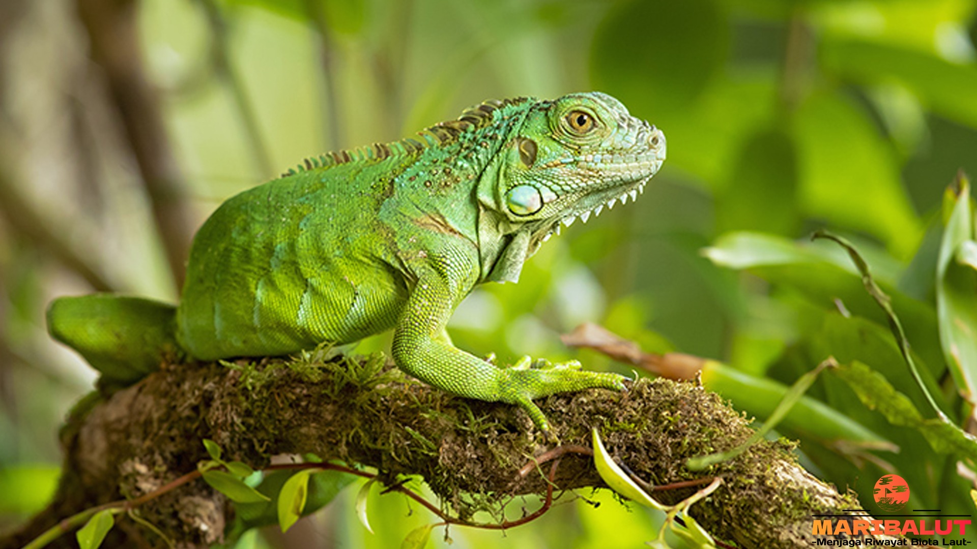 Iguana di Alam Bebas: Kebiasaan2 dan Habitatnya yang Asyik