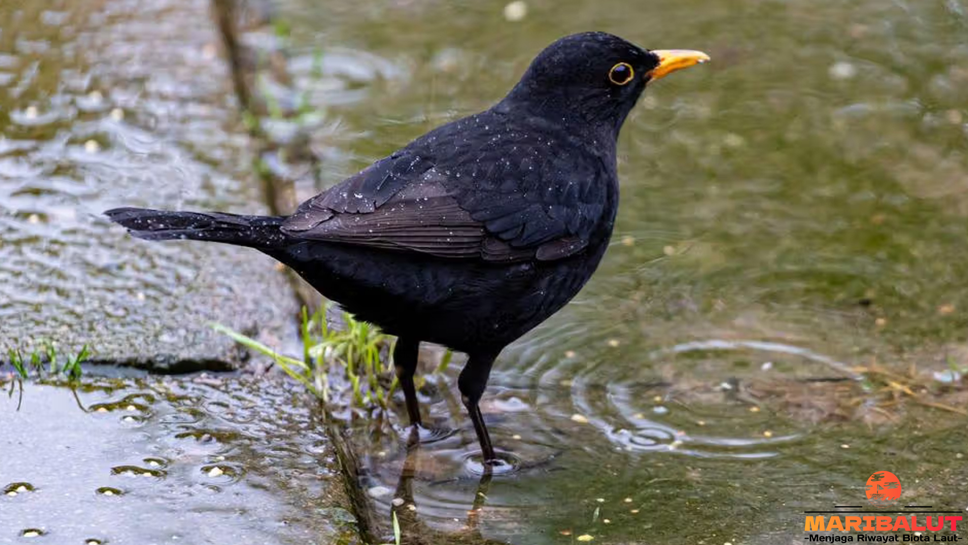 Habitat dan Kebiasaan Burung Sikatan Hitam di Indonesia