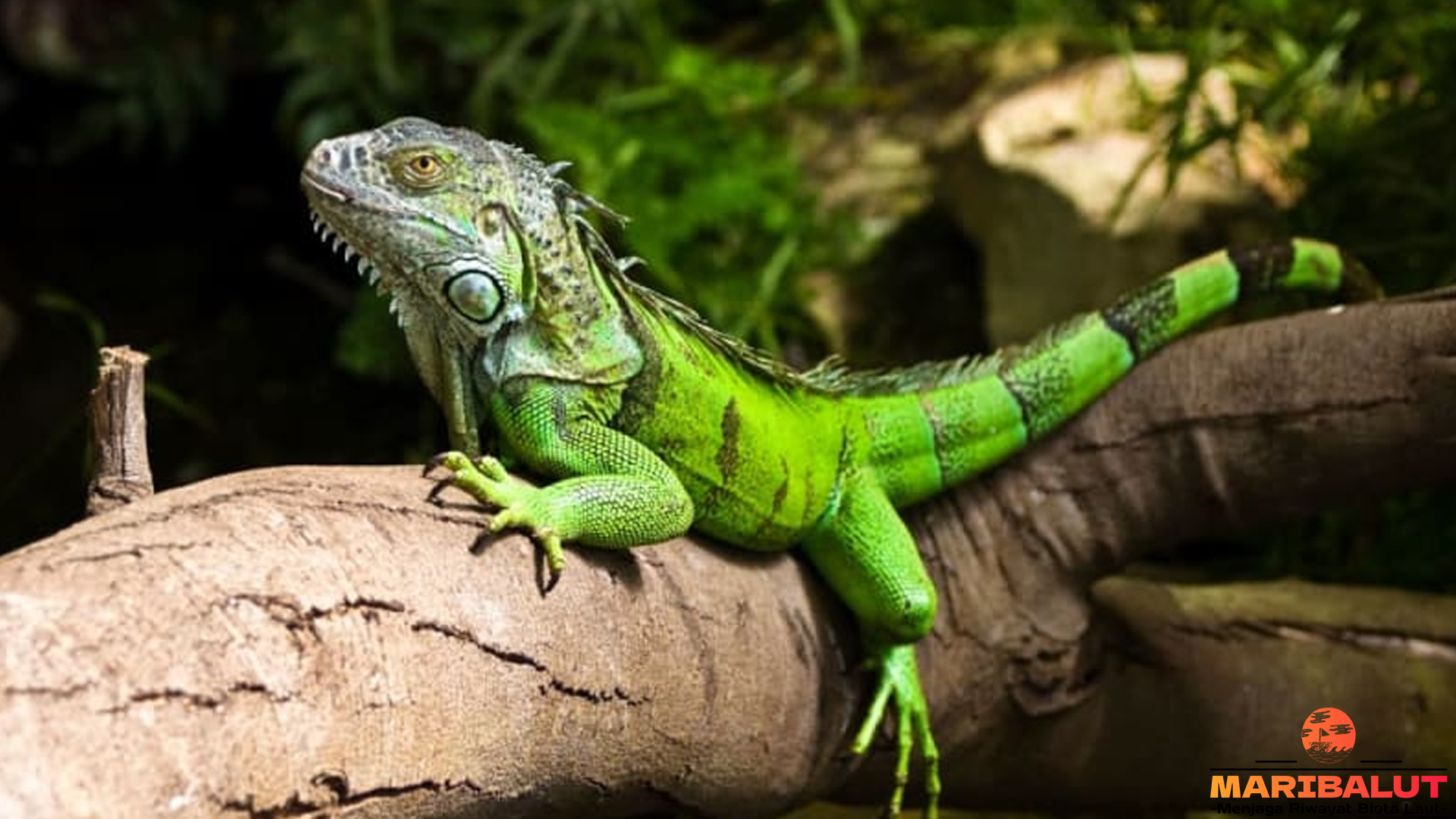 Iguana di Alam Bebas: Kebiasaan2 dan Habitatnya yang Asyik 4 Iguana di Alam Bebas: Kebiasaan2 dan Habitatnya yang Asyik
