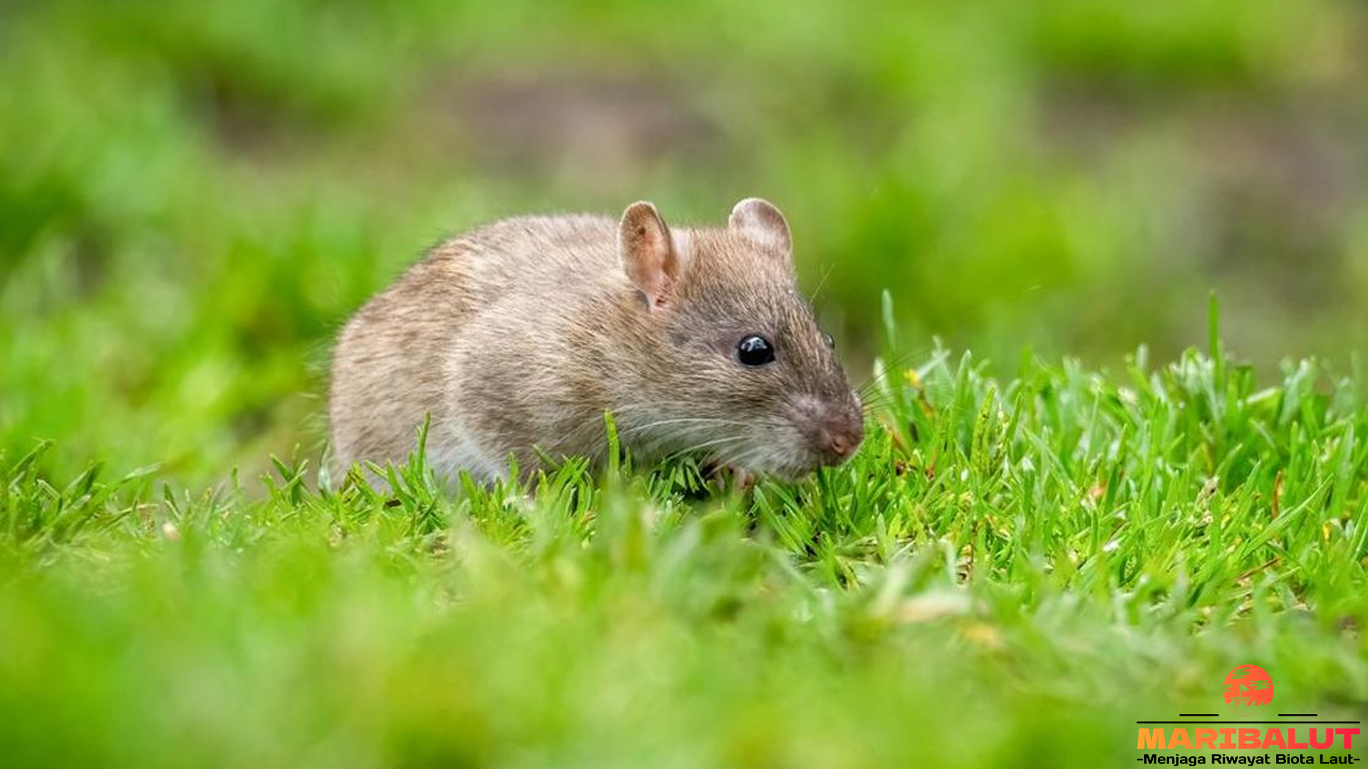 Tikus Sawah dan 4 Kejutan yang Tidak Pernah Kamu Duga