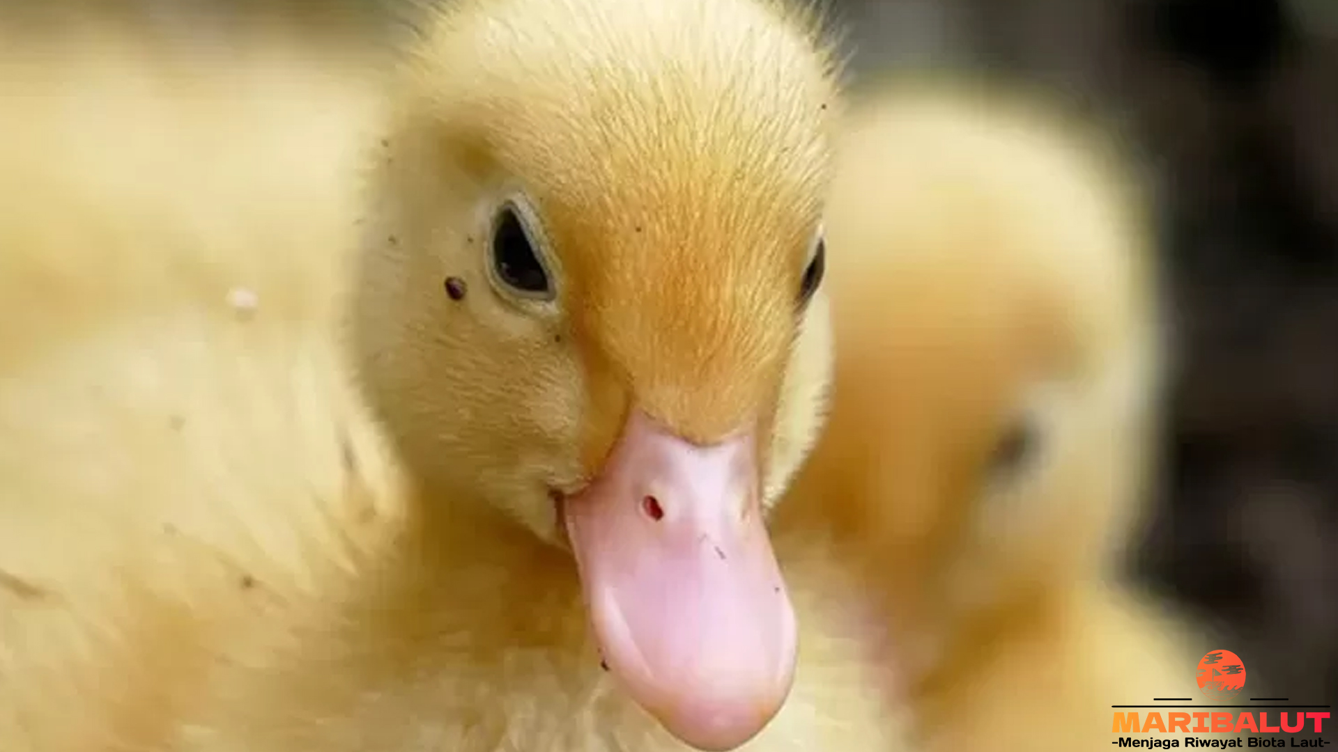 Bebek Domestik dan 3 Kejutan Lucu yang Bikin Tersenyum