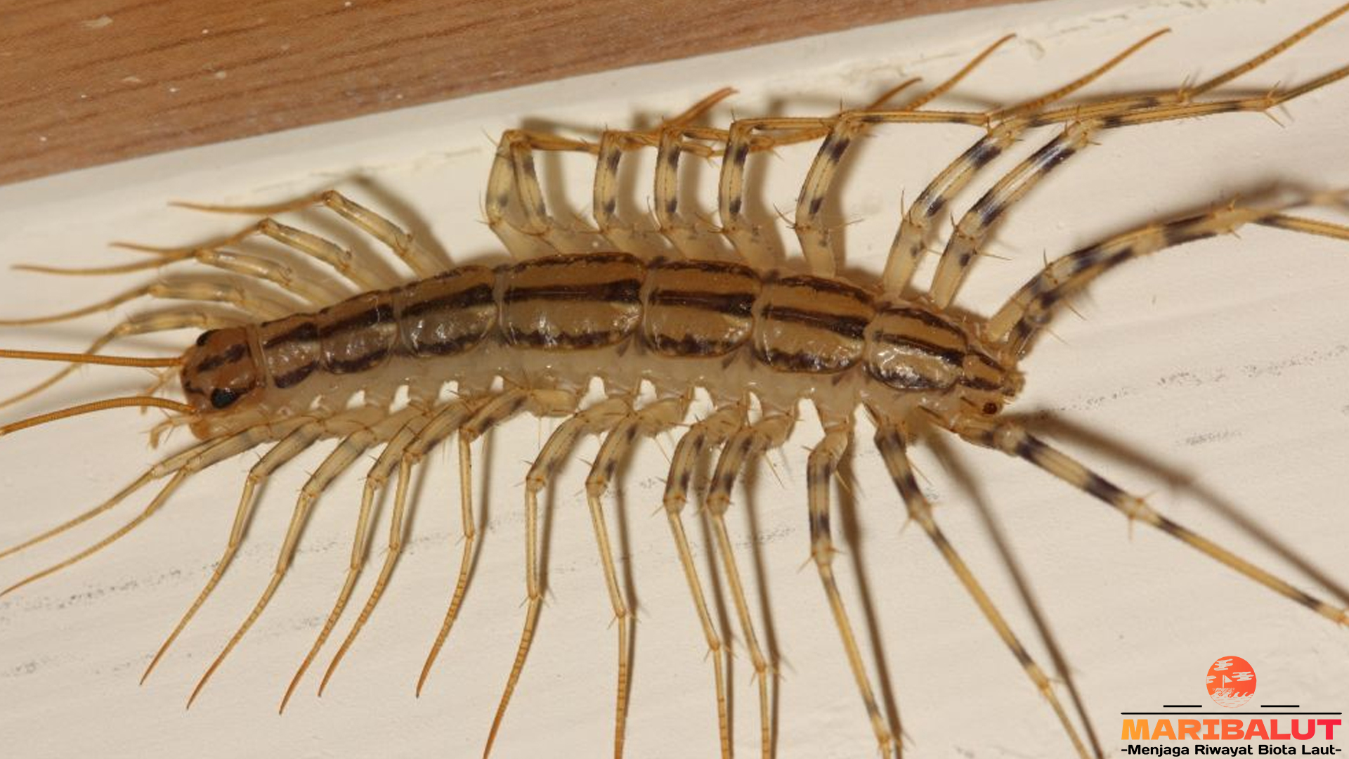 Perilaku Scutigeromorpha: 4 Kebiasaan yang Menarik Diamati