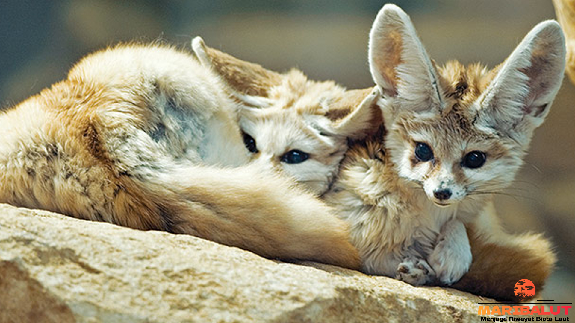 Rubah Fennec dan 4 Kebiasaan Aneh yang Lucu Tapi Pintar