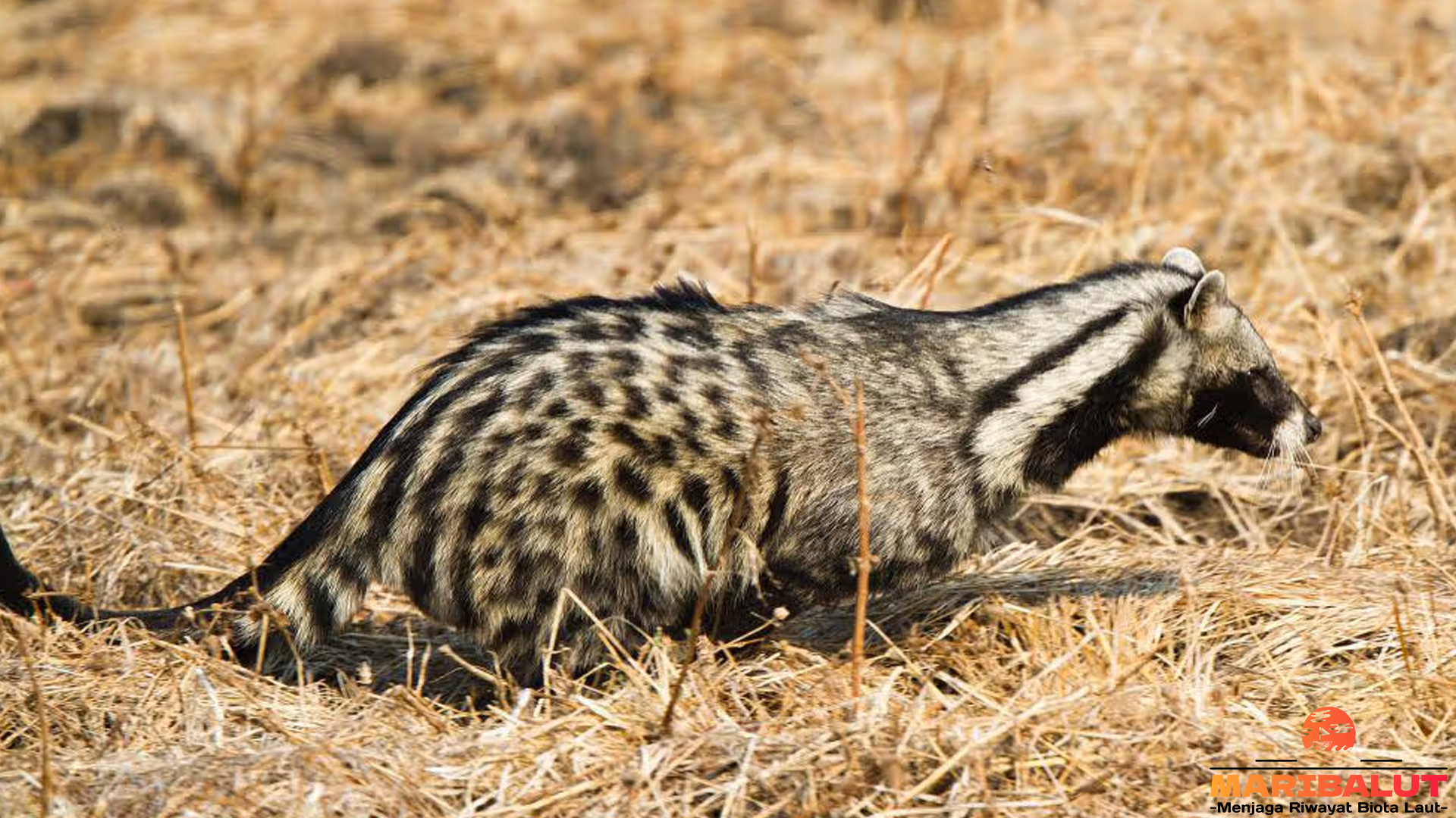 Musang Afrika serta 4 Kebiasaan Unik di Malam Hari 4 Musang Afrika serta 4 Kebiasaan Unik di Malam Hari