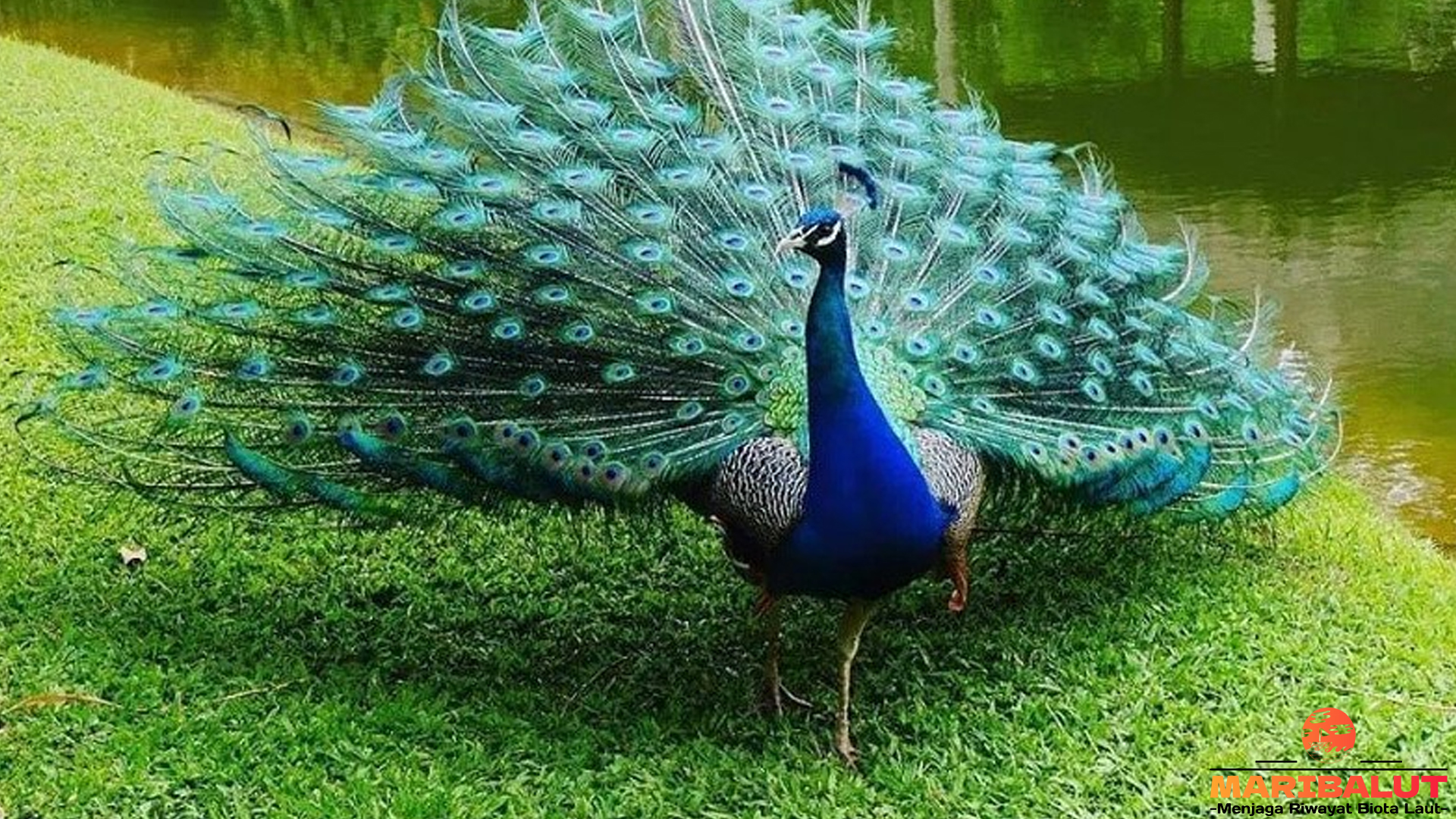 Ragam Keunikan Merak Biru dan 5 Fakta Menariknya Terbaru