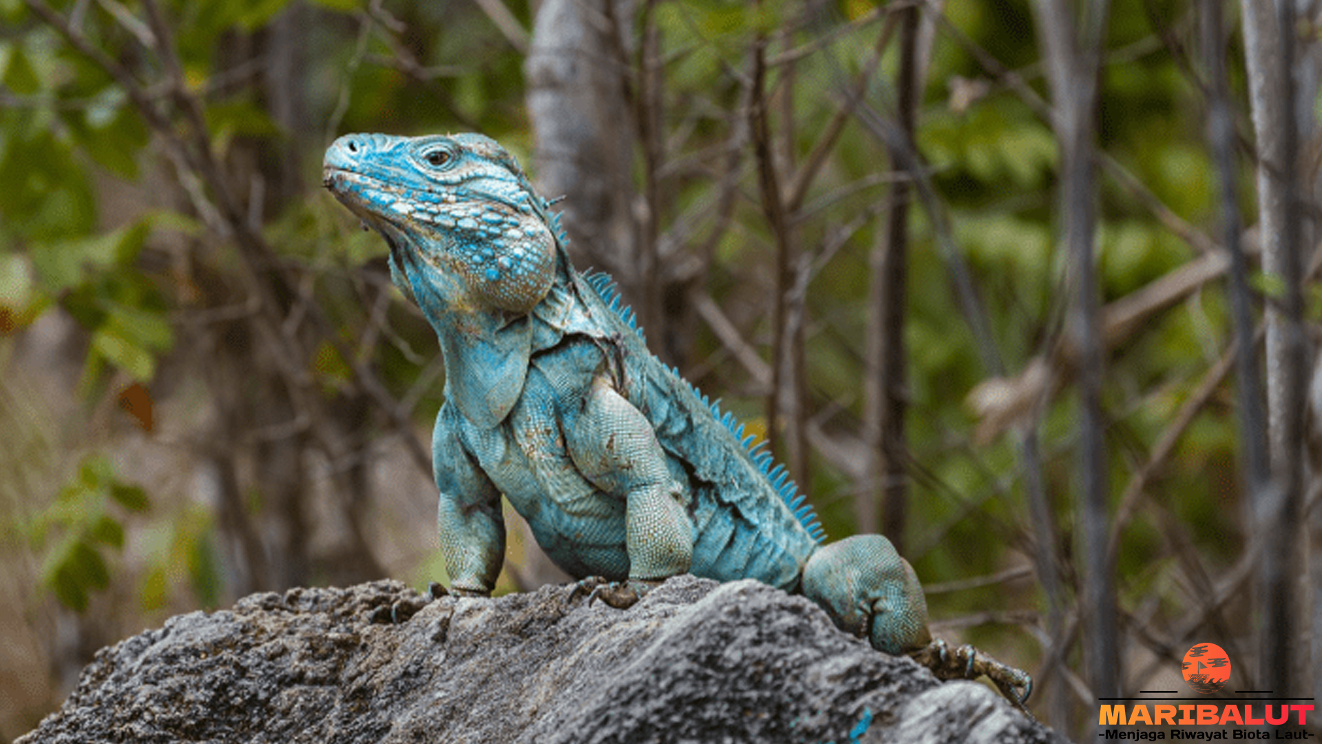 Eksplorasi 5 Sisi Menarik Iguana Biru yang Jarang Dikenal