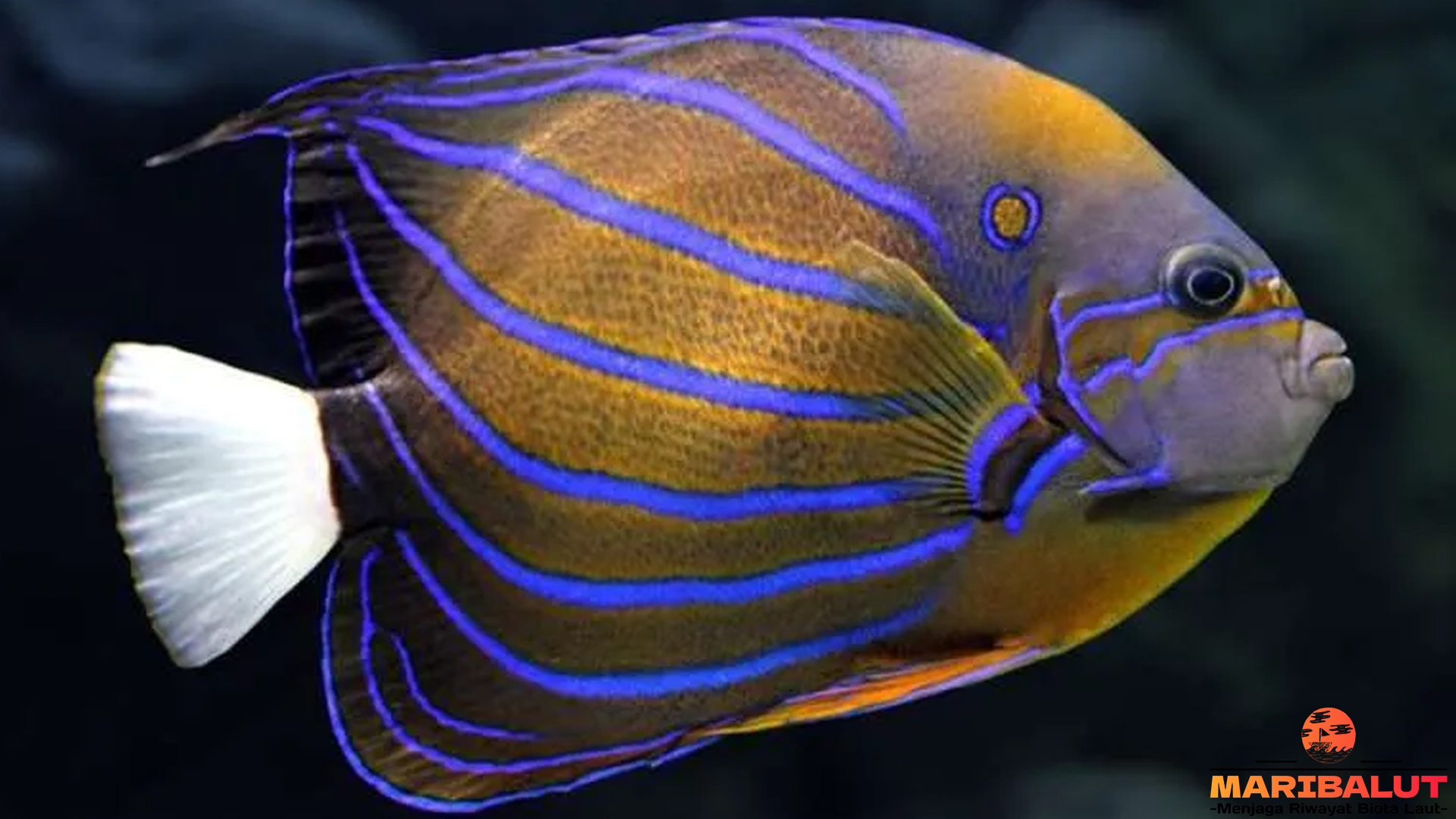 Pesona Ikan Injel Kambing dalam 4 Fenomena Alam Menarik