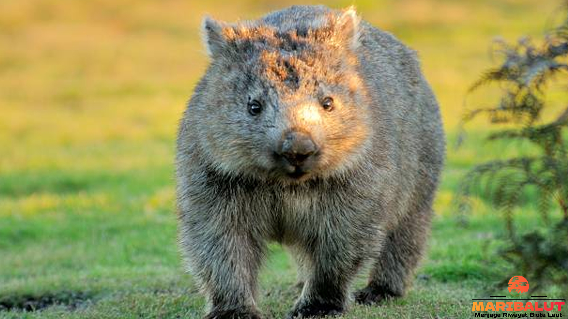 Mengenal Wombat: 5 Keunikan yang Membuatnya Spesial