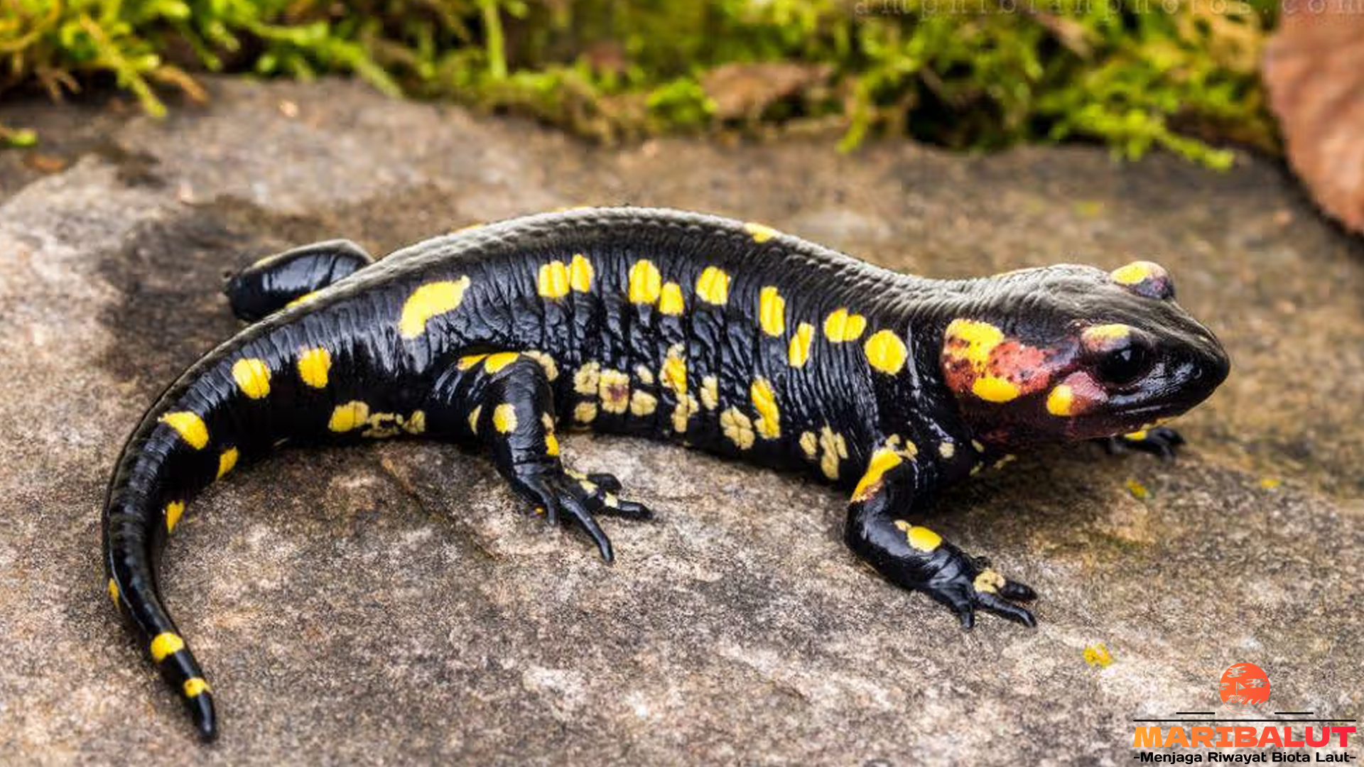 Hewan Salamander dan 5 Kemampuan Ajaib yang Istimewa