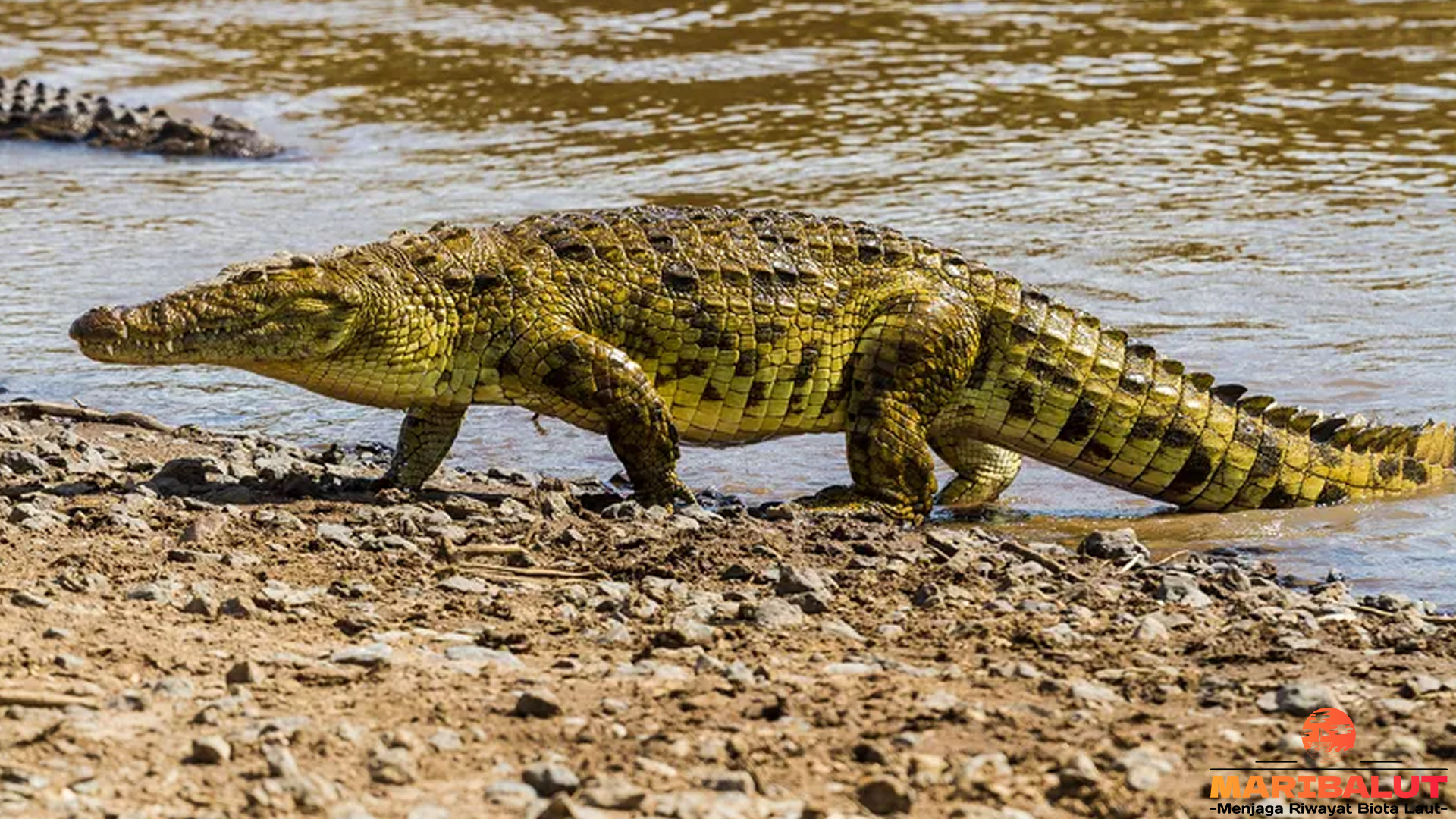 Buaya Nil: 5 Misteri Alam yang Membuat Predator Ini Terkenal
