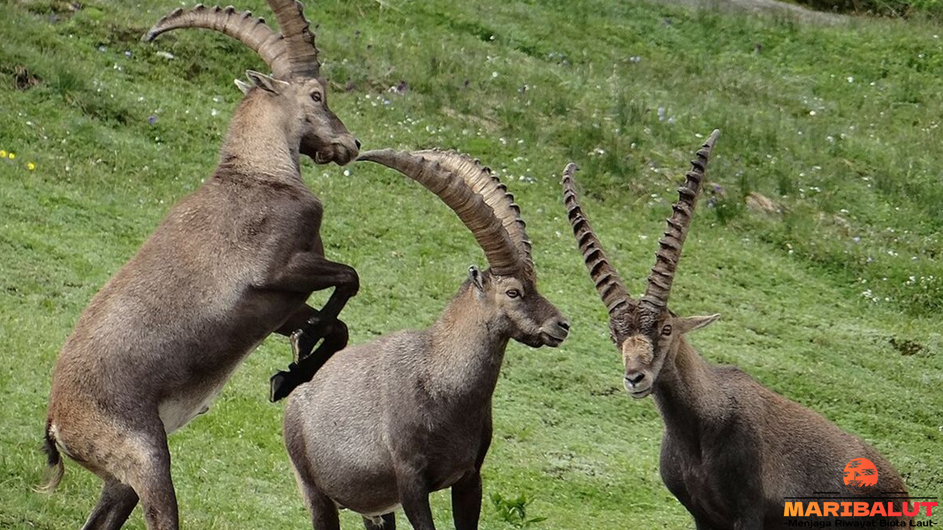 Mengenal Kambing Liar: 5 Keistimewaan yang Membuat Takjub