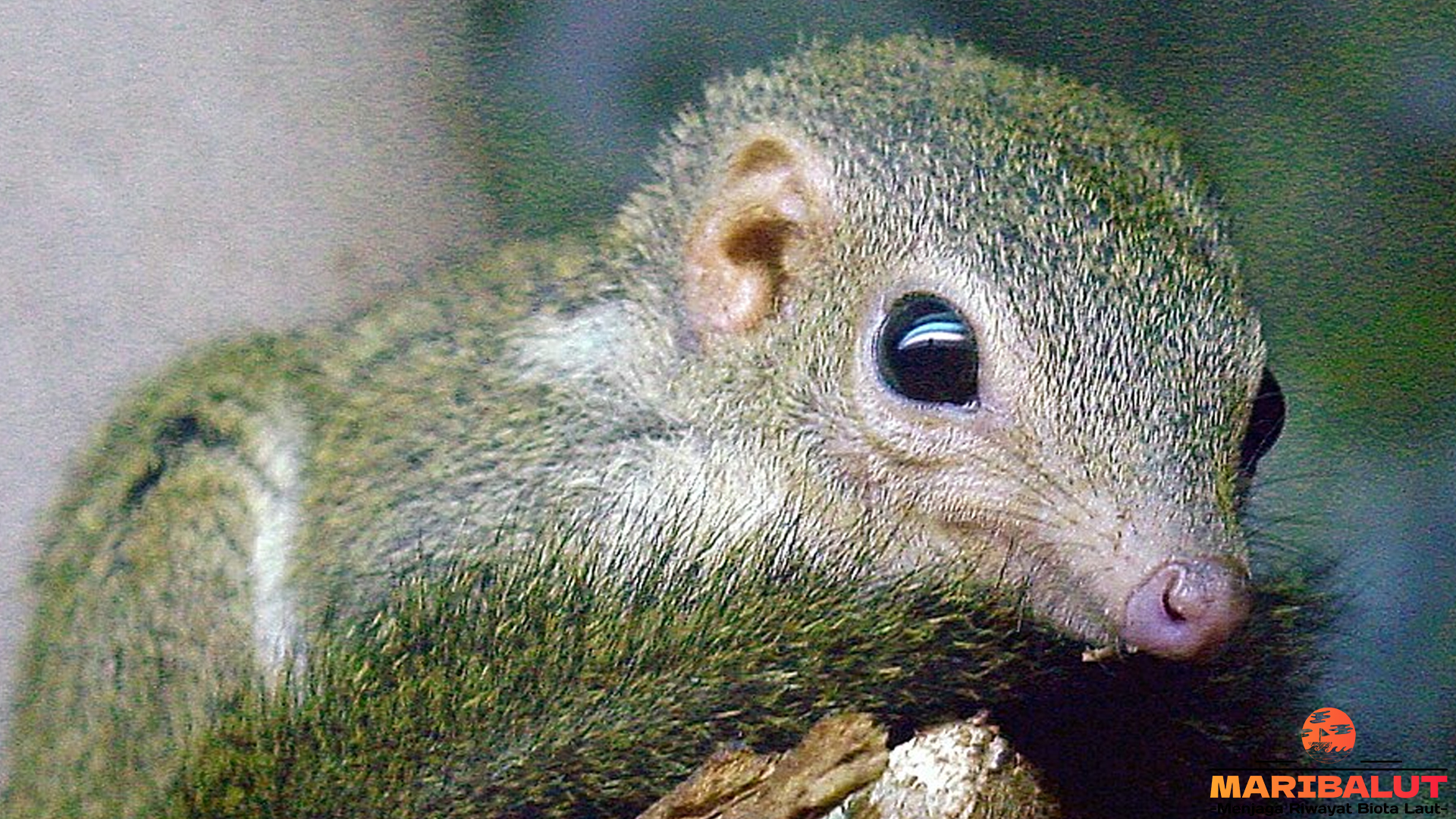 Tupai Jawa: 3 Adaptasi Unik untuk Hidup di Hutan Indonesia
