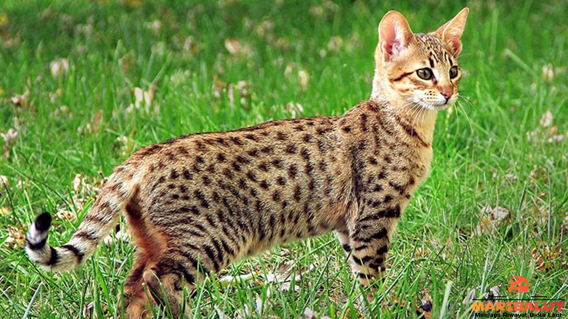Kucing Sabana dan 5 Cara Mereka Bertahan di Alam Liar