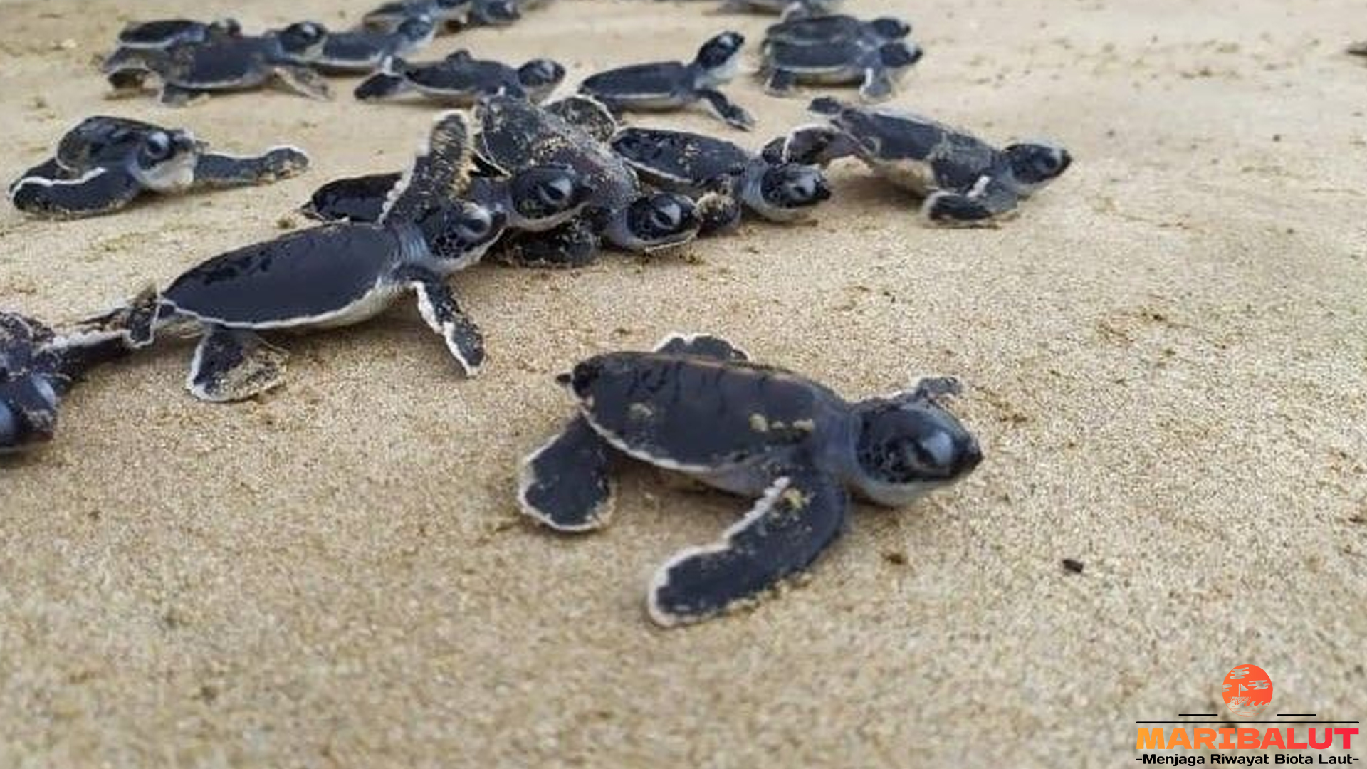 Penyu Belimbing: 3 Alasan Mengapa Ia Masih Bertahan di Lautan