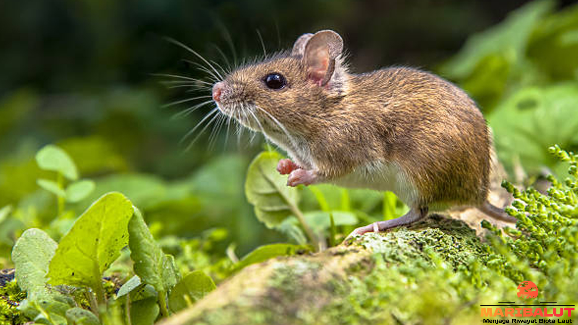 Tikus Sawah dan 4 Kejutan yang Tidak Pernah Kamu Duga