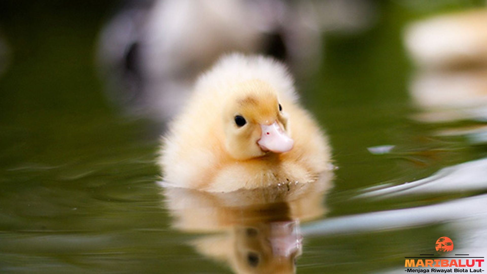 Bebek Domestik dan 3 Kejutan Lucu yang Bikin Tersenyum