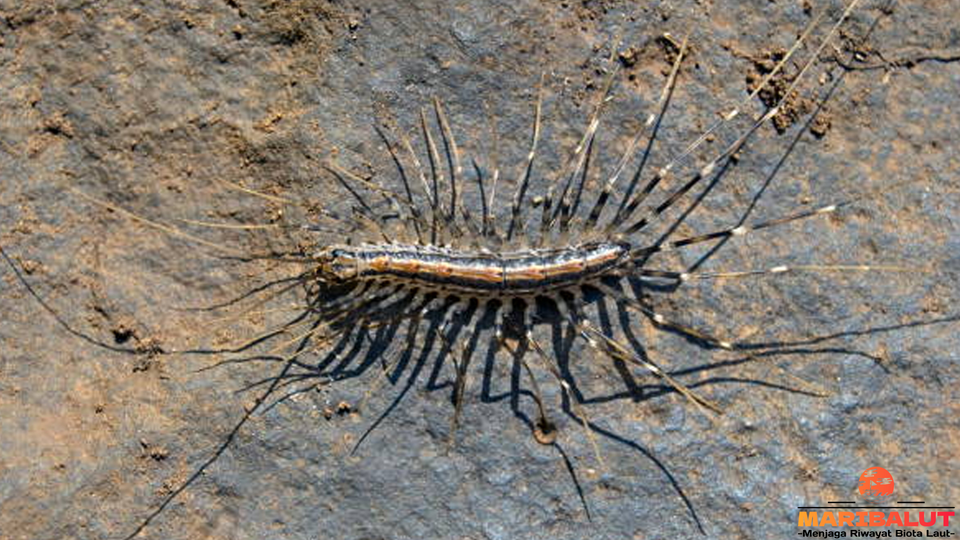 Perilaku Scutigeromorpha: 4 Kebiasaan yang Menarik Diamati