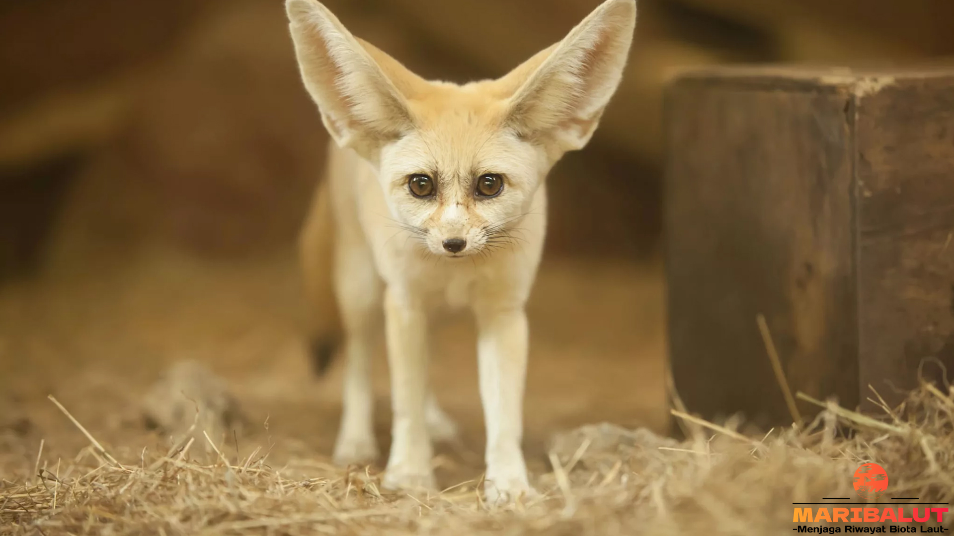 Rubah Fennec dan 4 Kebiasaan Aneh yang Lucu Tapi Pintar