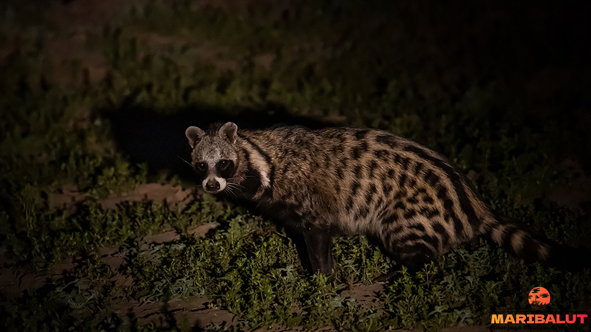 Musang Afrika serta 4 Kebiasaan Unik di Malam Hari