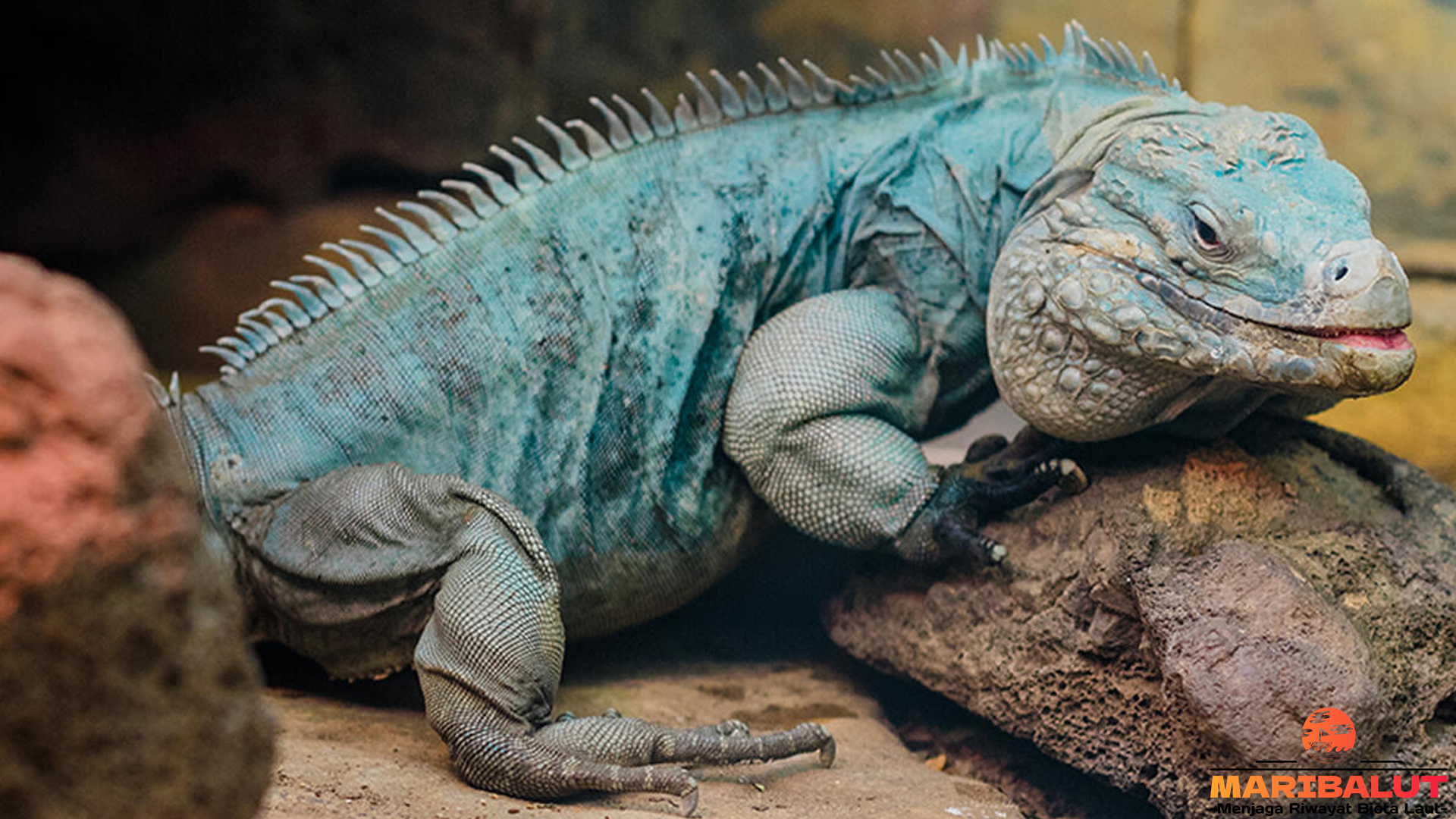 Eksplorasi 5 Sisi Menarik Iguana Biru yang Jarang Dikenal