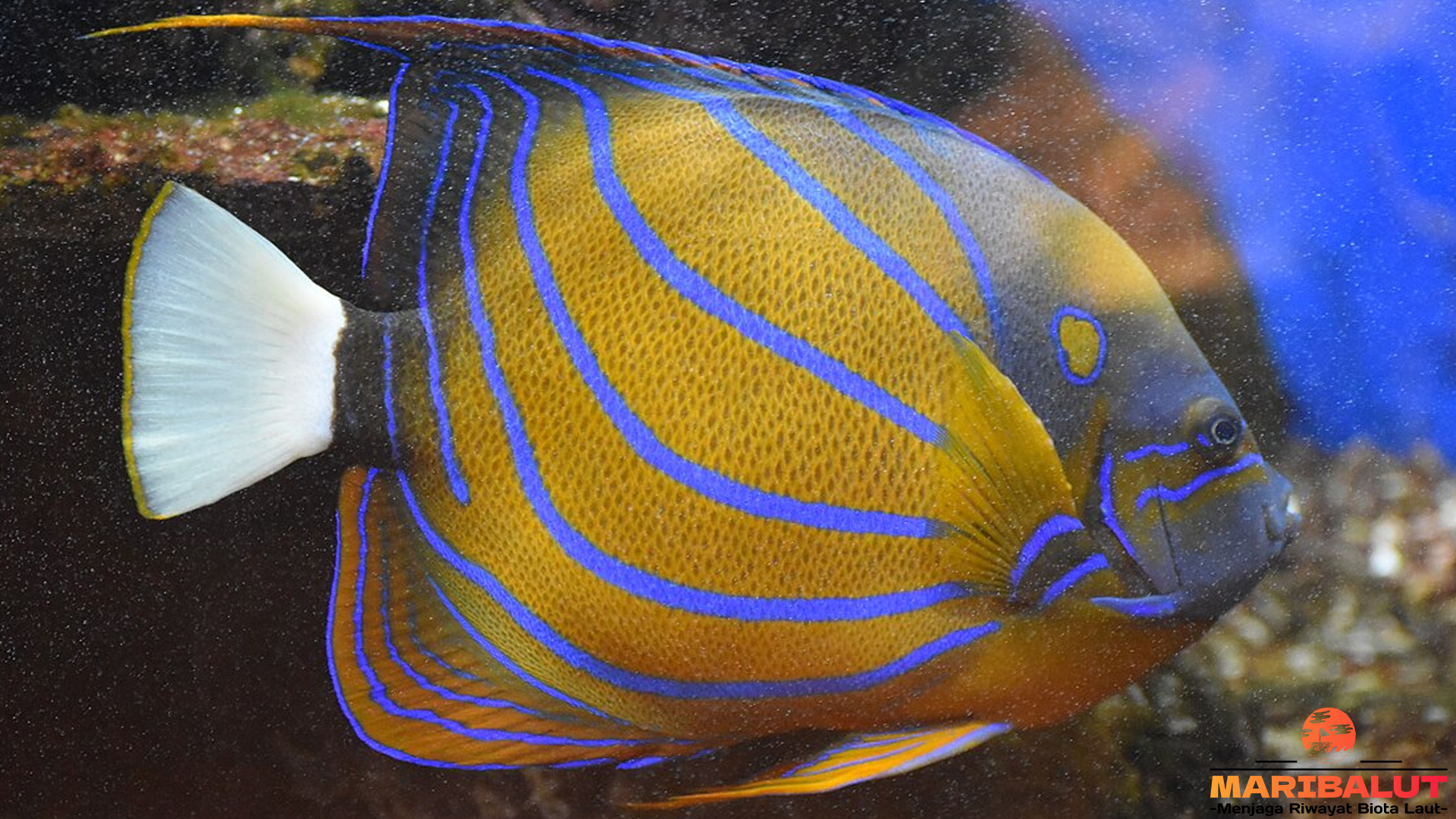 Pesona Ikan Injel Kambing dalam 4 Fenomena Alam Menarik