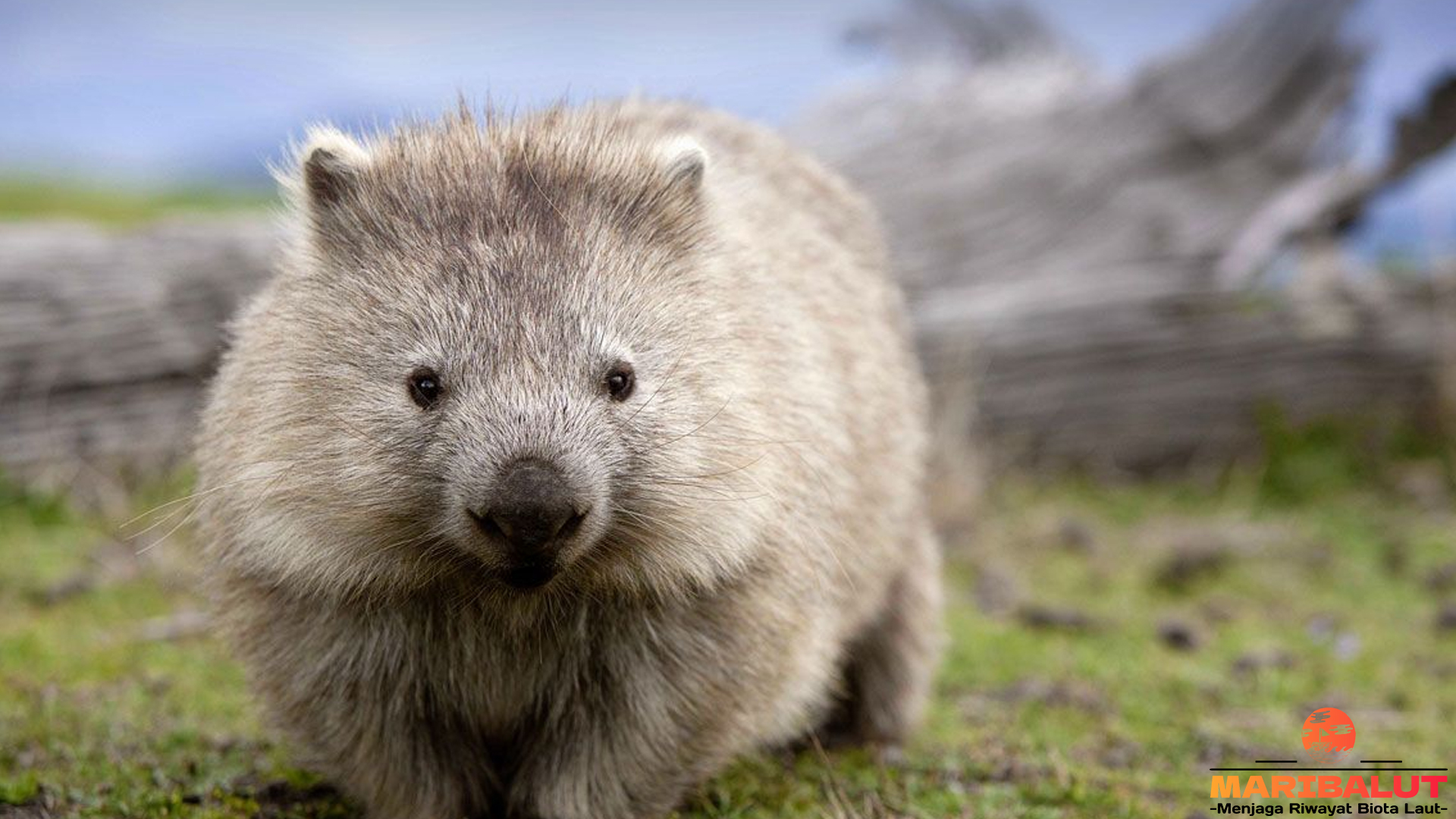 Mengenal Wombat: 5 Keunikan yang Membuatnya Spesial