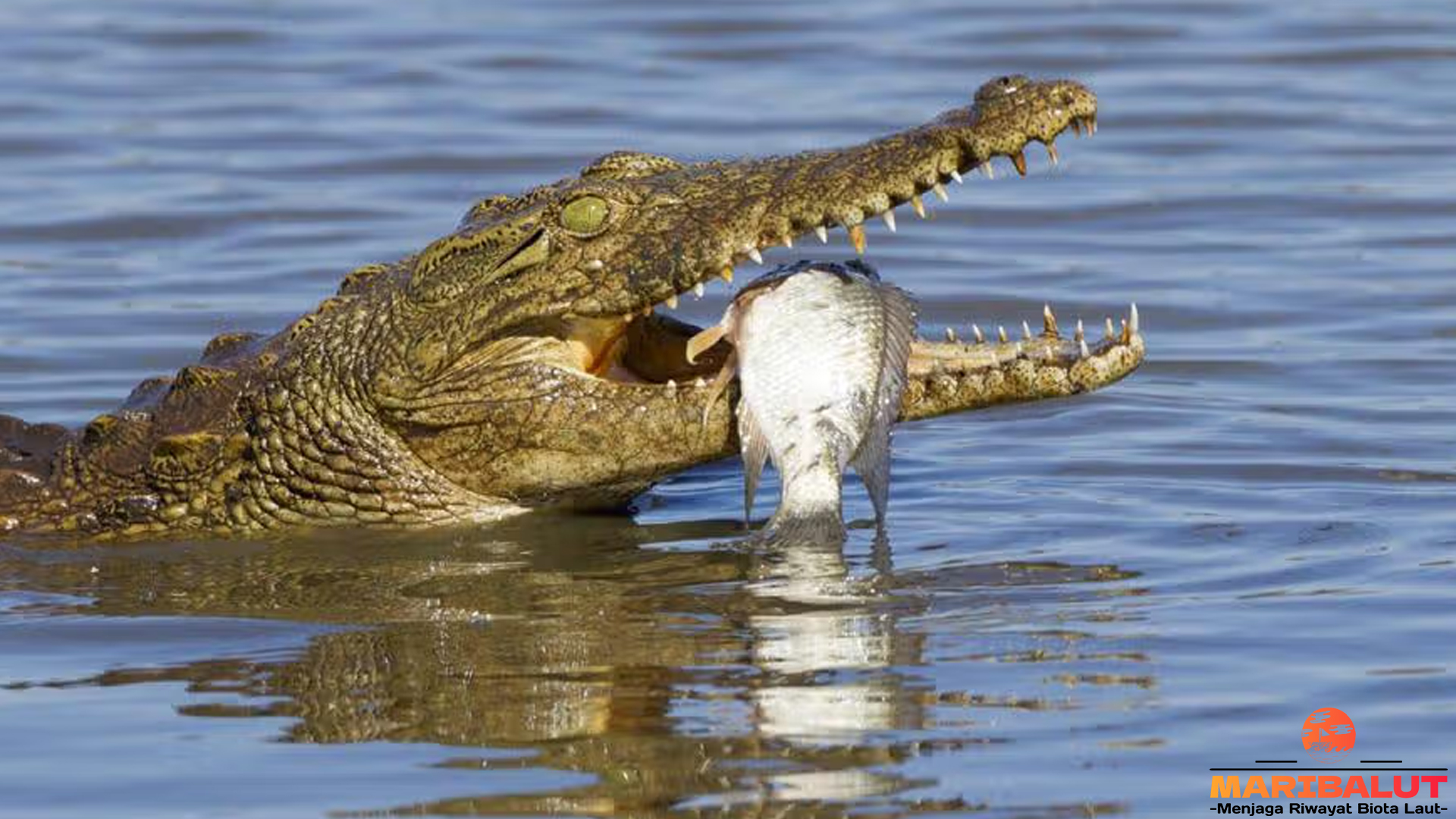 Buaya Nil: 5 Misteri Alam yang Membuat Predator Ini Terkenal