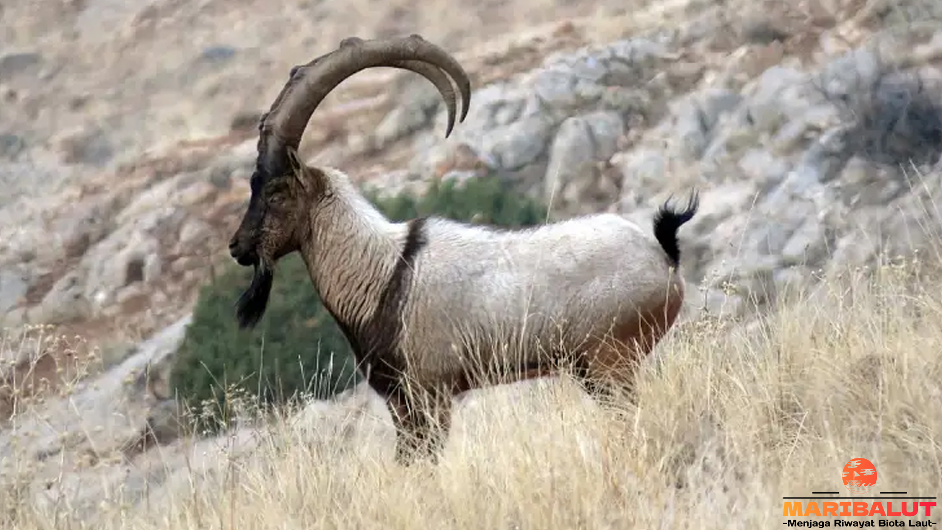 Mengenal Kambing Liar: 5 Keistimewaan yang Membuat Takjub