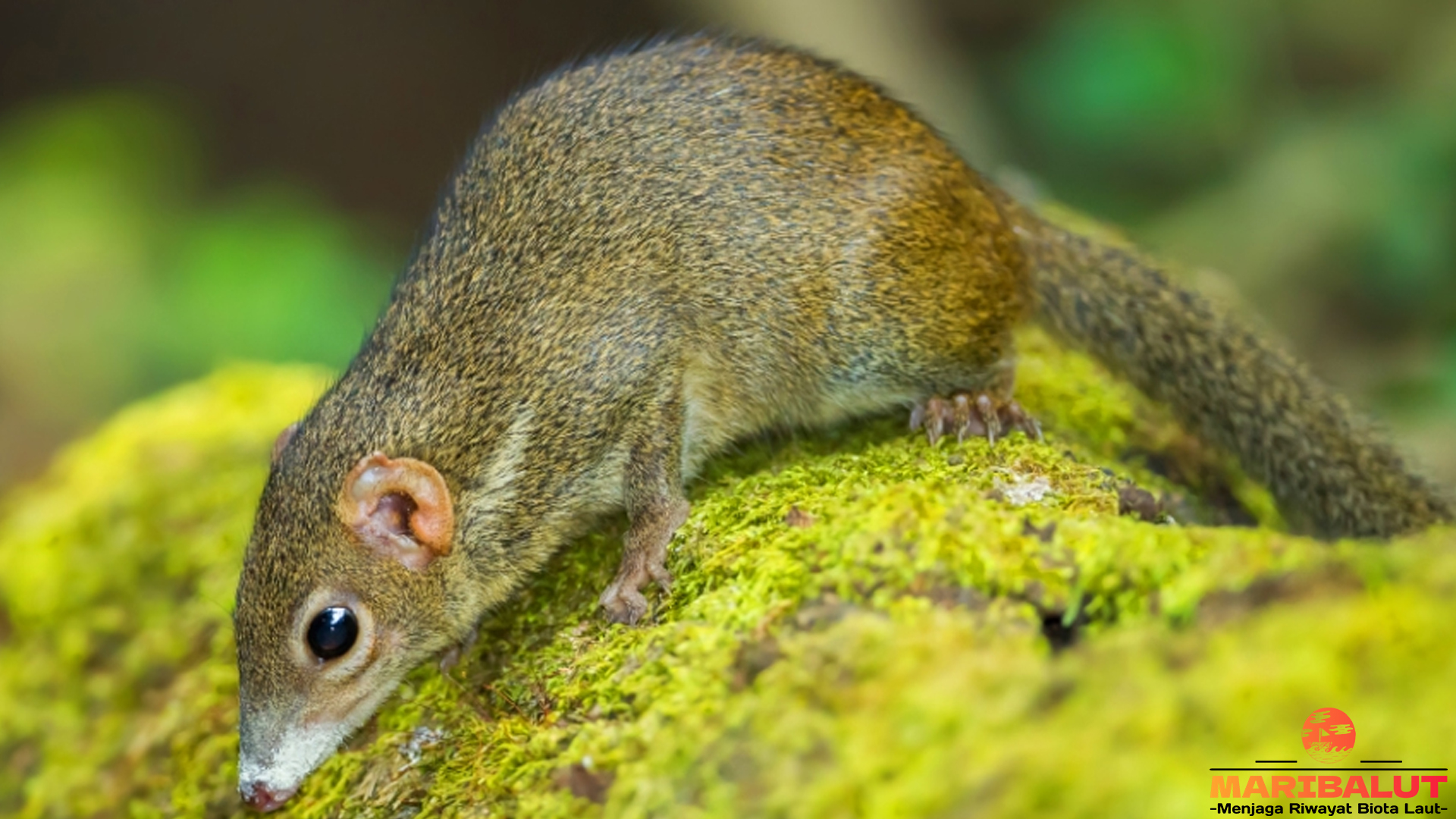 Tupai Jawa: 3 Adaptasi Unik untuk Hidup di Hutan Indonesia