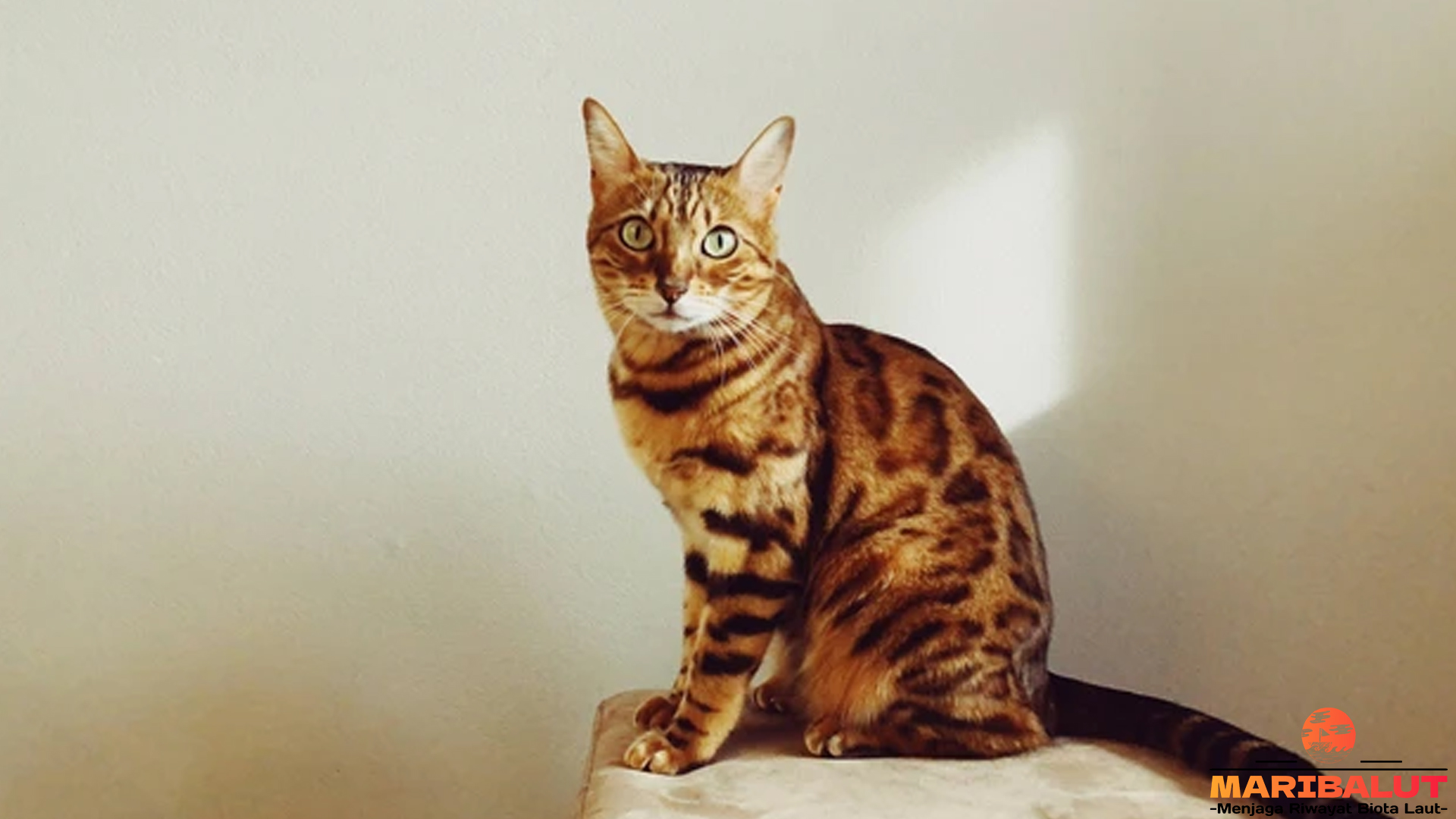 Kucing Sabana dan 5 Cara Mereka Bertahan di Alam Liar