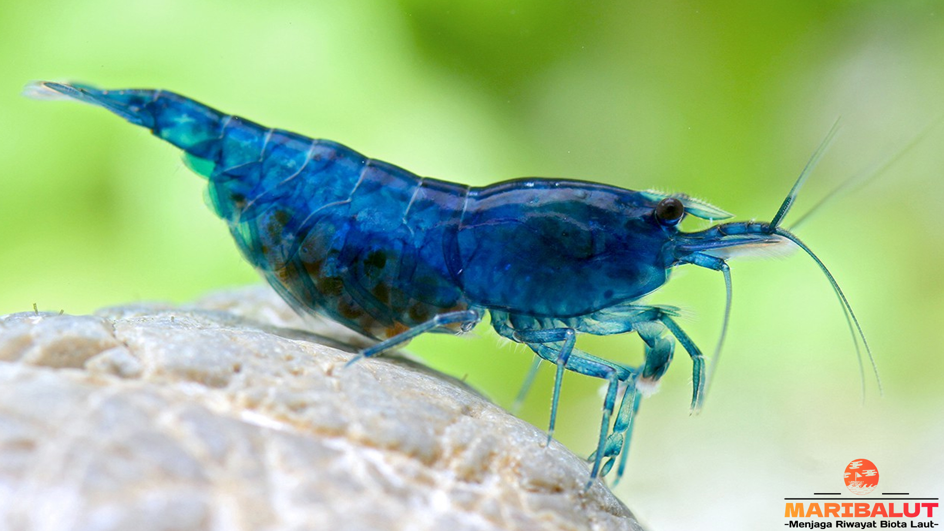 Keunikan Neocaridina davidi dalam 4 Fakta Menarik dan Seru