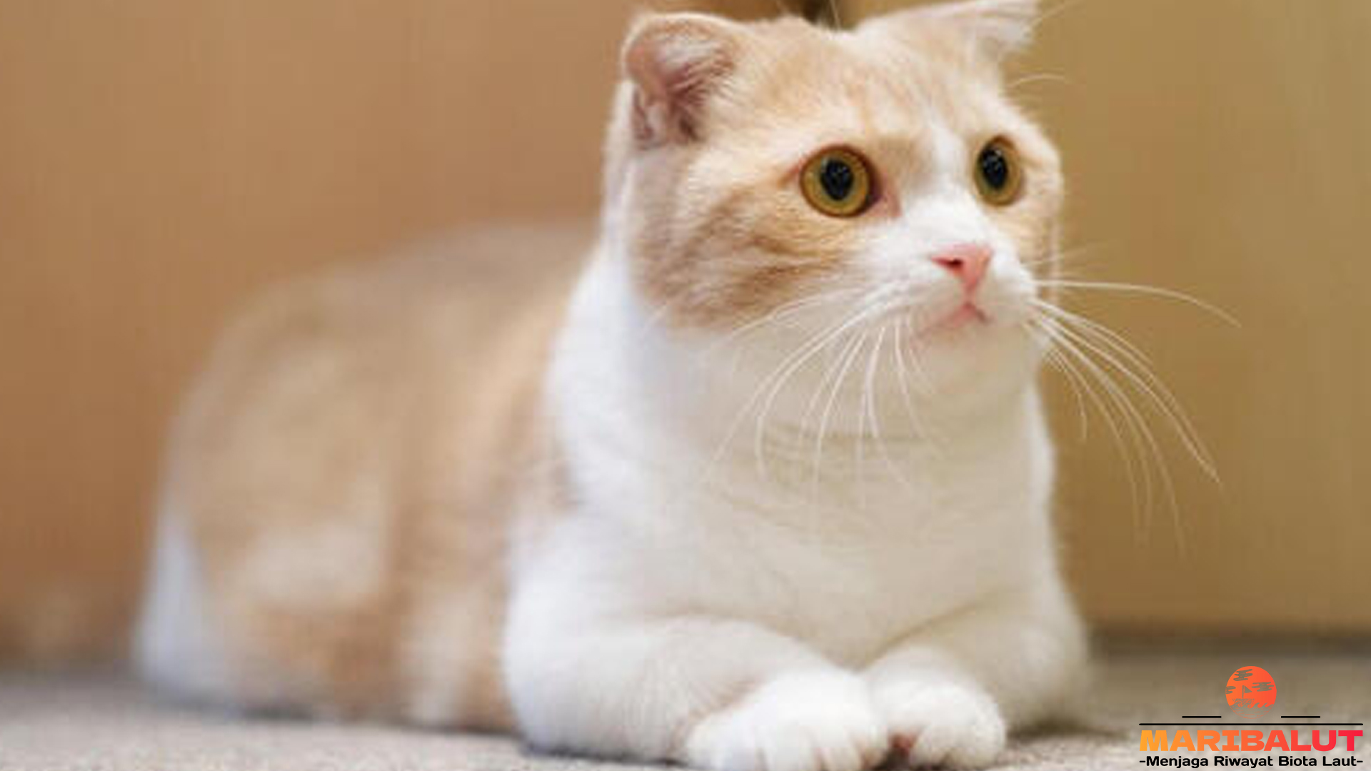 Munchkin Bisa Melakukan 4 Hal Lucu yang Jarang Disadari 4 Munchkin Bisa Melakukan 4 Hal Lucu yang Jarang Disadari