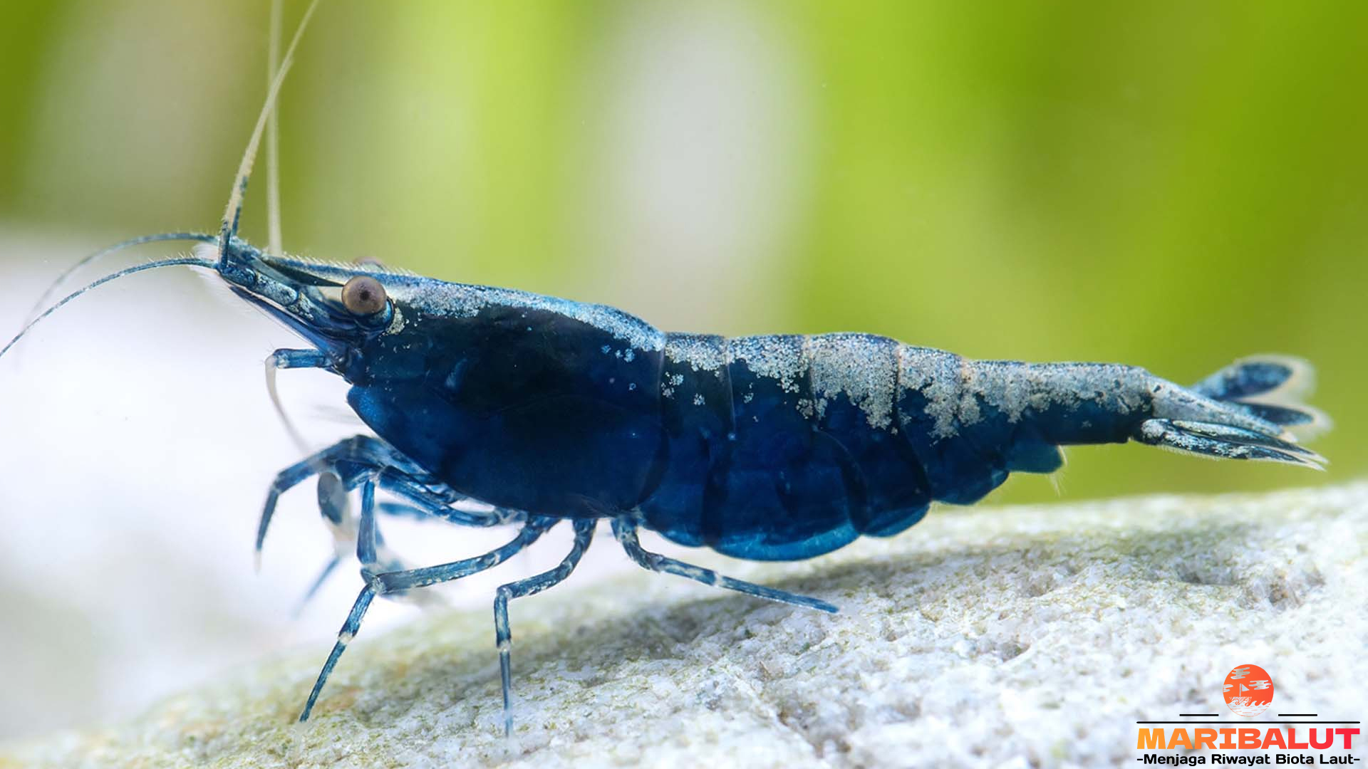 Keunikan Neocaridina davidi dalam 4 Fakta Menarik dan Seru