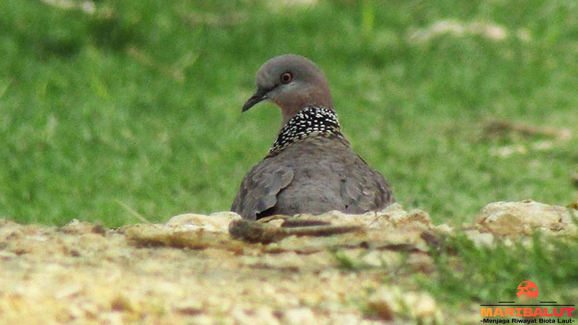Burung Tekukur dengan 5 Pesona yang Membuatnya Menawan