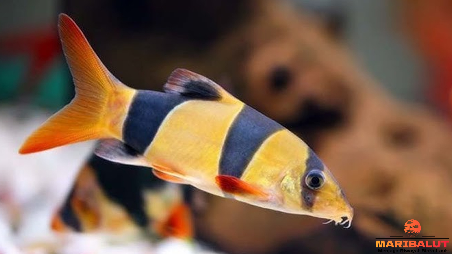 4 Hal Penting Tentang Ikan Botia Badut dari Habitat Alam Tropis