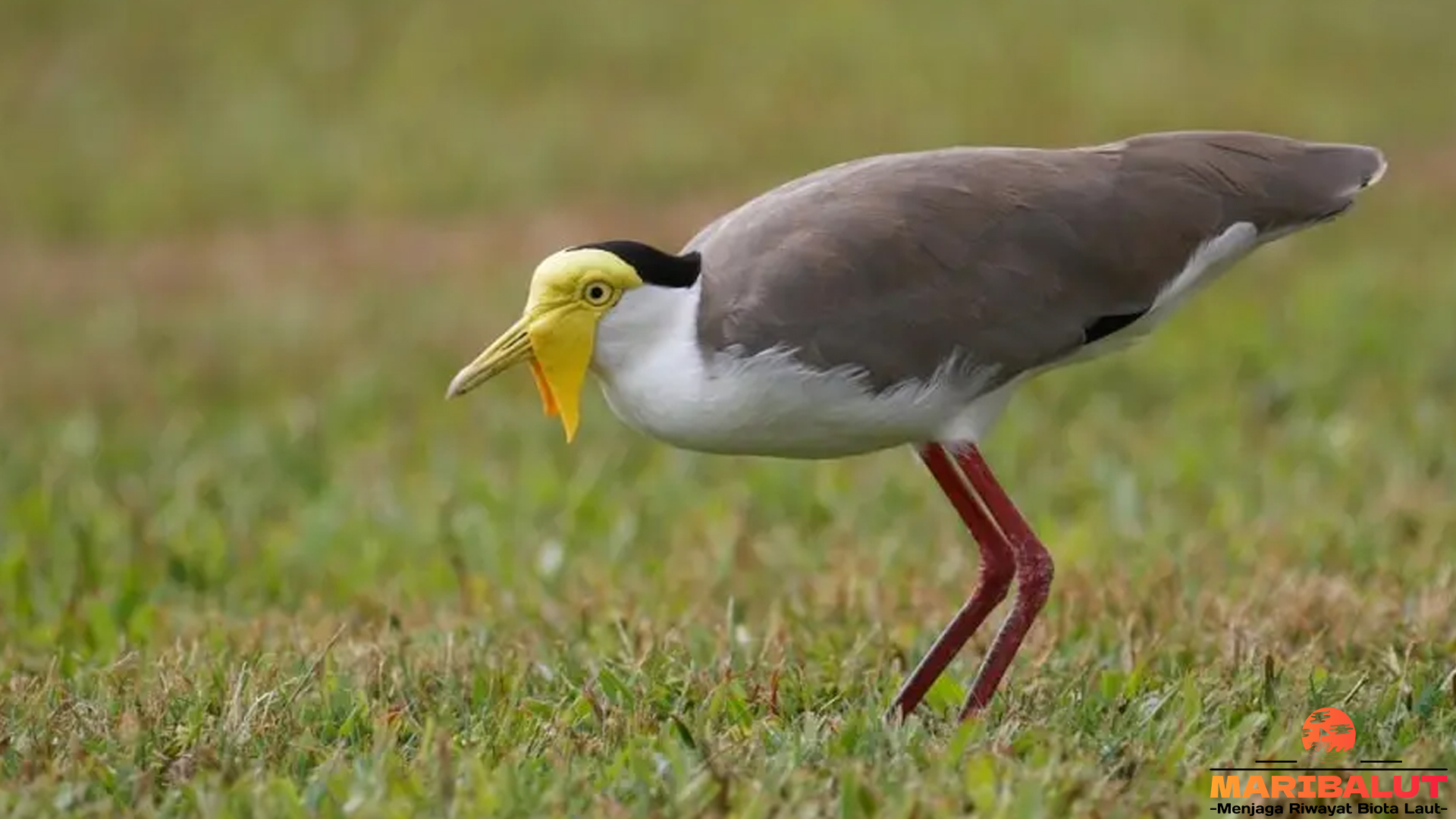 Menariknya Trulek dan 5 Hal Unik yang Bikin Burung Ini Berbeda 4 Menariknya Trulek dan 5 Hal Unik yang Bikin Burung Ini Berbeda